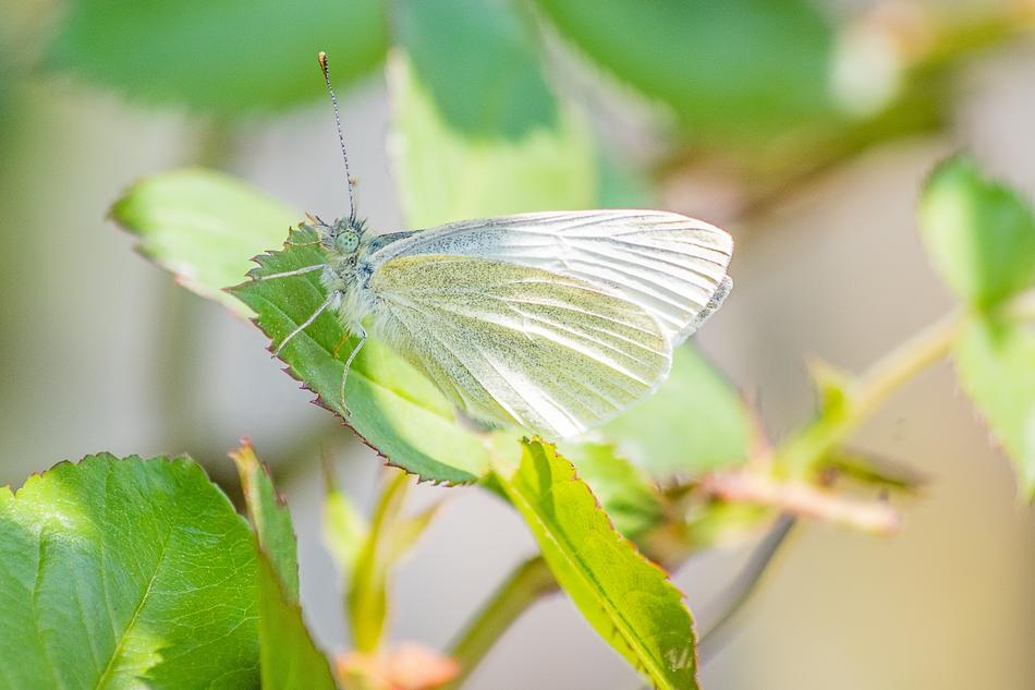 Pale green butterfly on the green leaf free image download