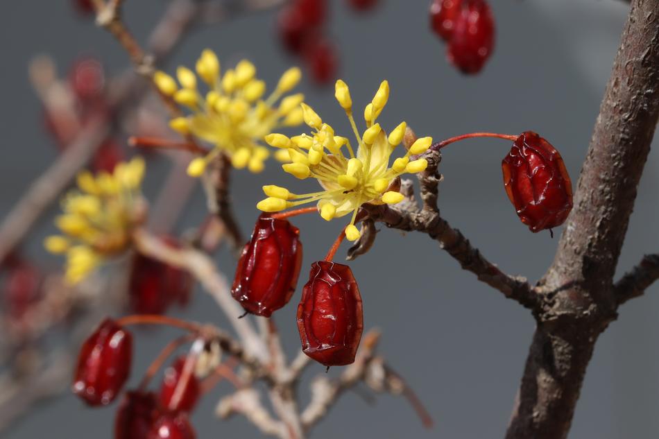 Flower buds and dry fruits of dogwood tree close up free image download