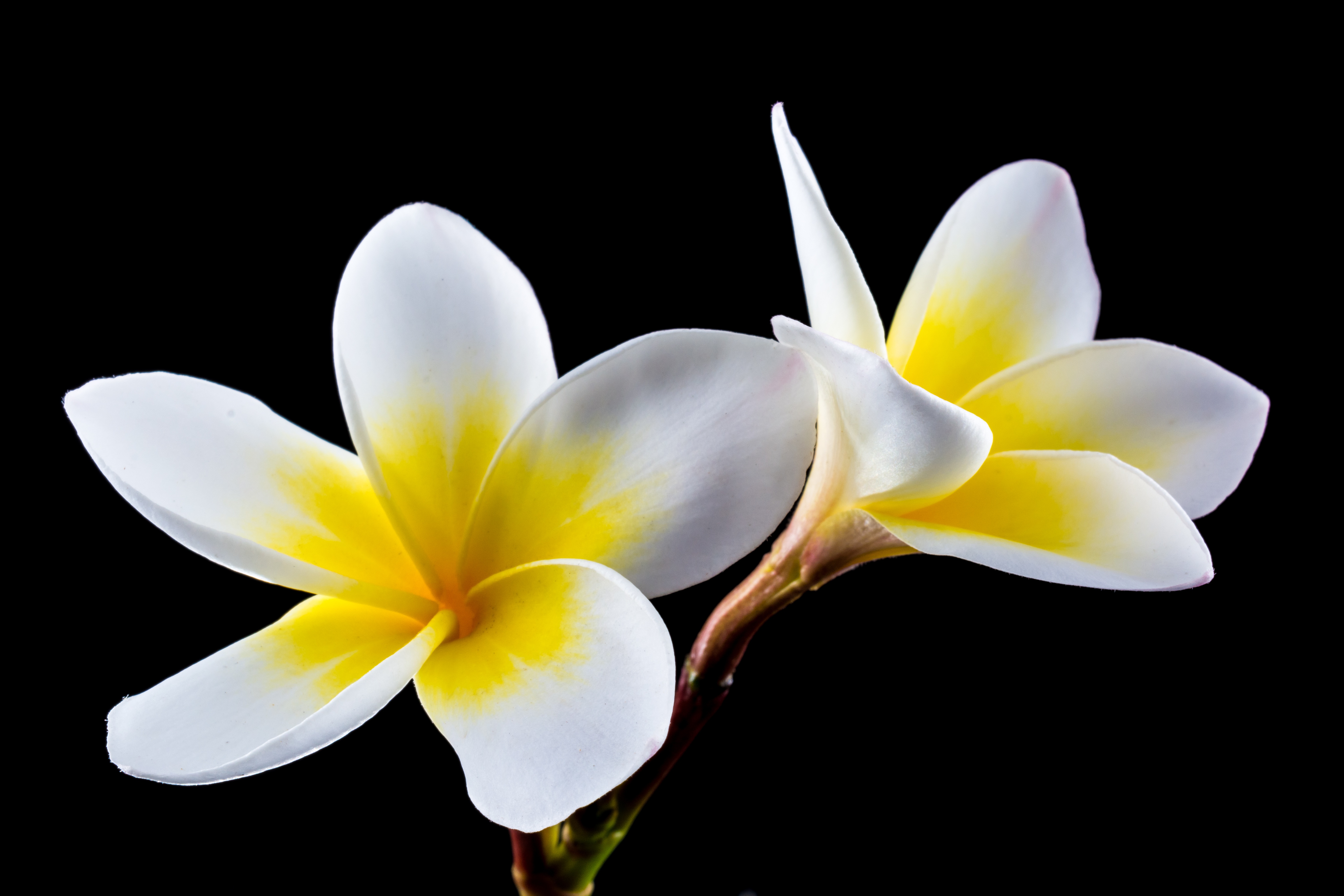 Two frangipani flowers free image download