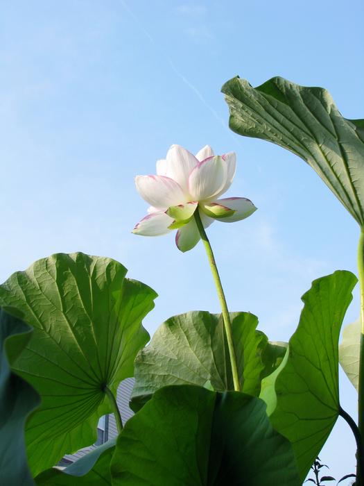 Delicate pink lotus flower free image download