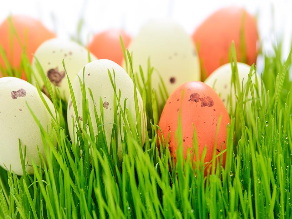 Brown and white eggs on the lawn free image download