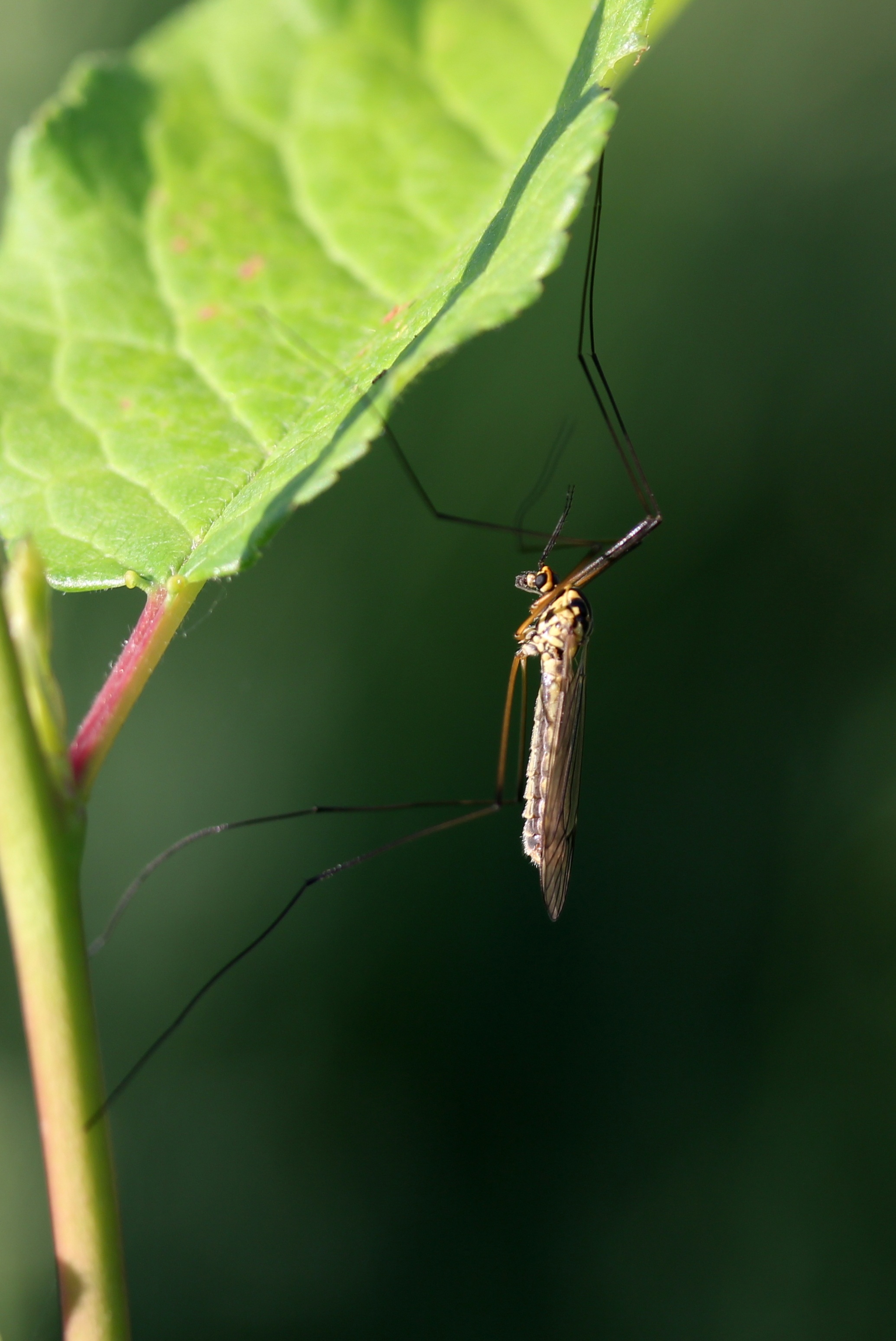 Mosquito Insect on Leaf free image download