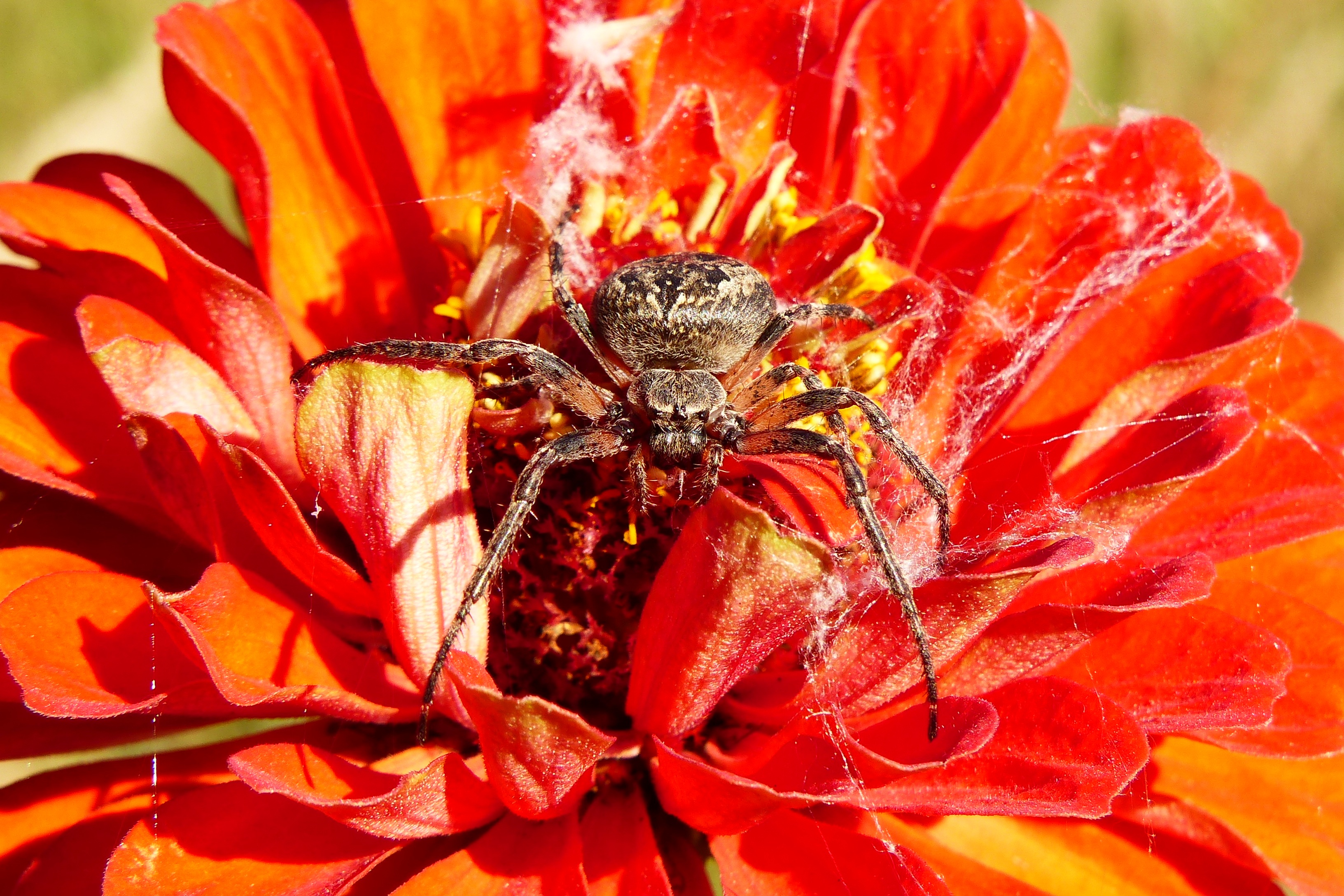 Slit Insect Arachnids free image download