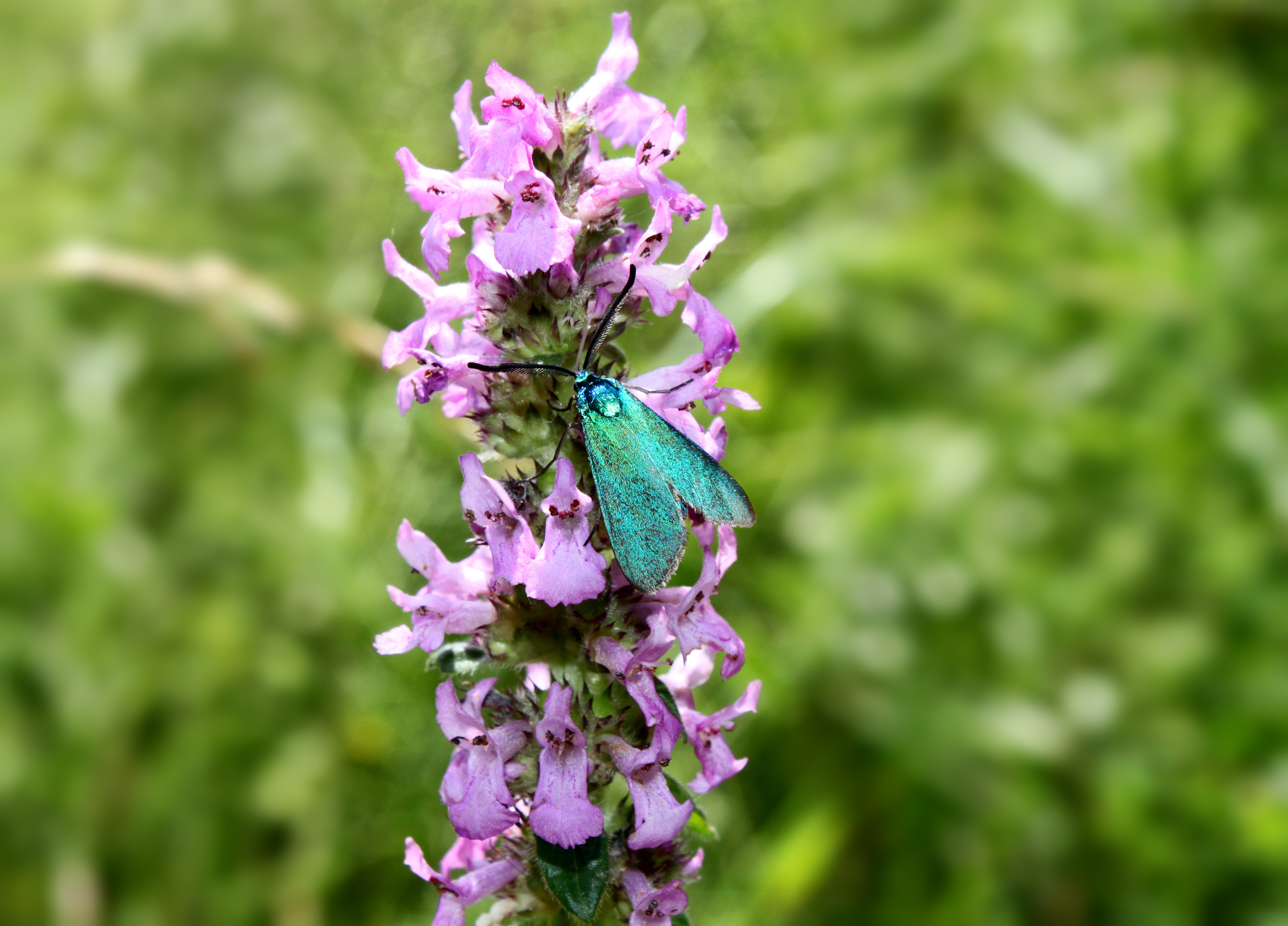Closeup of the beautiful and colorful moth, on the beautiful, purple