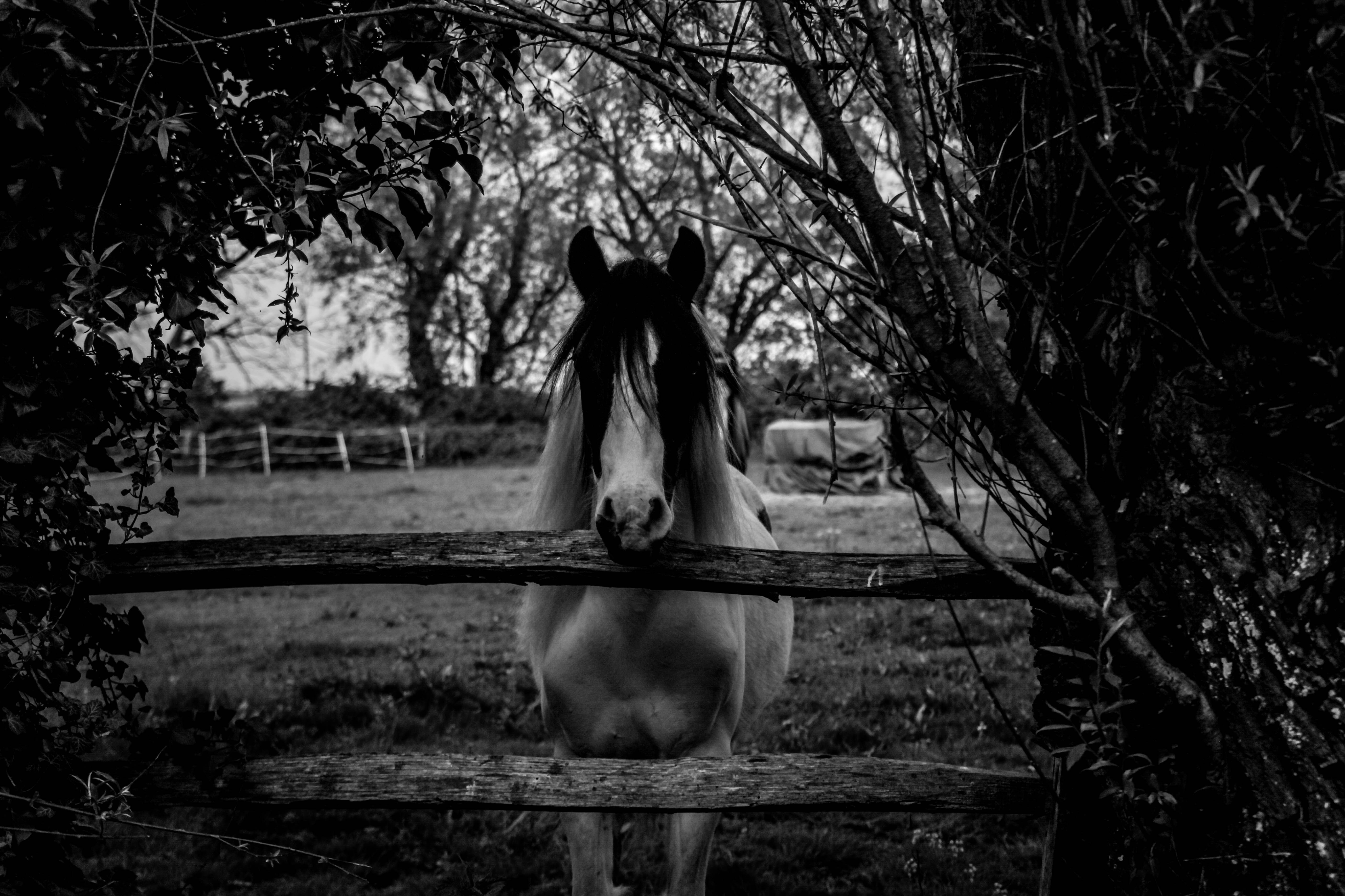 Delightful Black And White Horse free image download