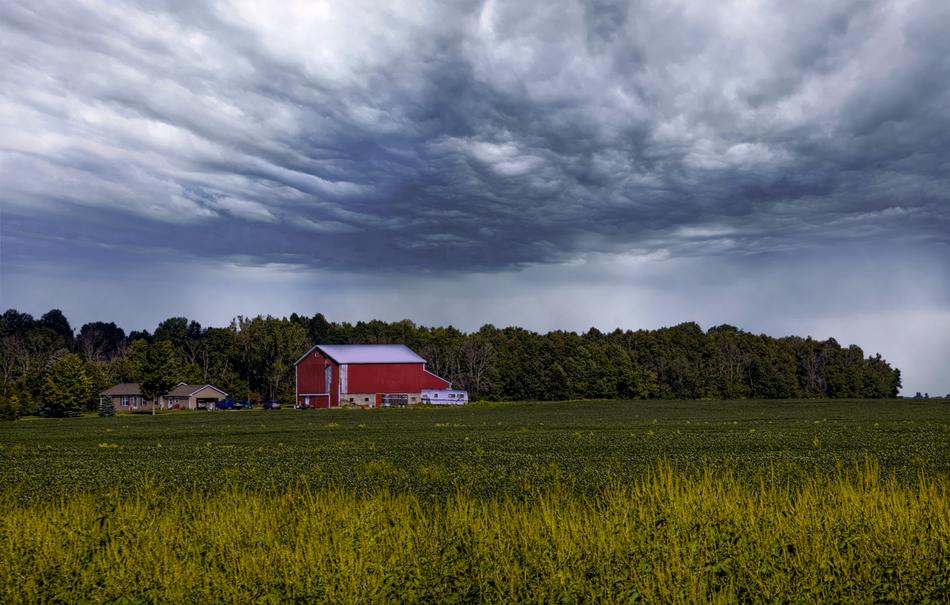 Beautiful and colorful landscape with the barn, among the plants, in