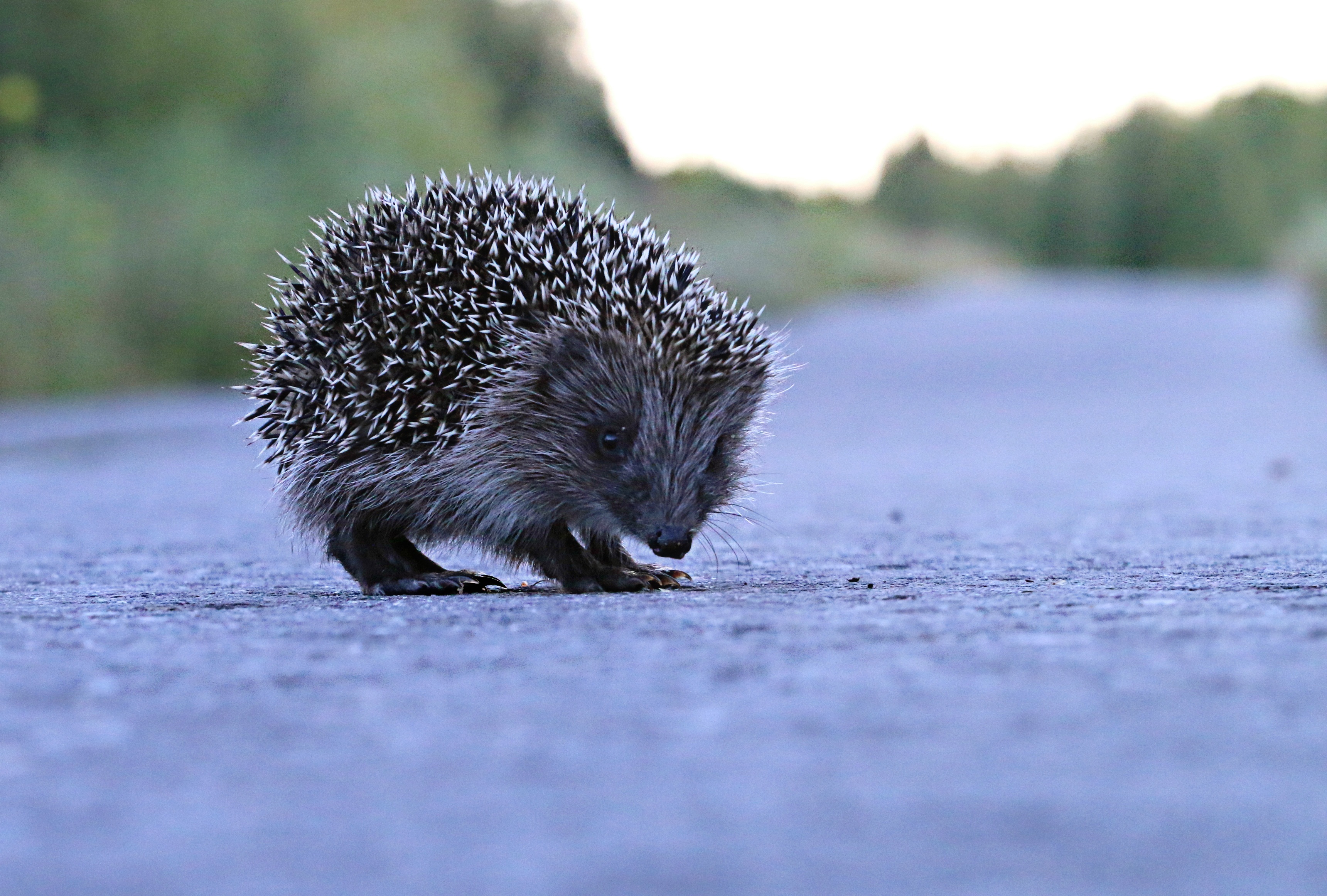 Little hedgehog on the road at dusk free image download