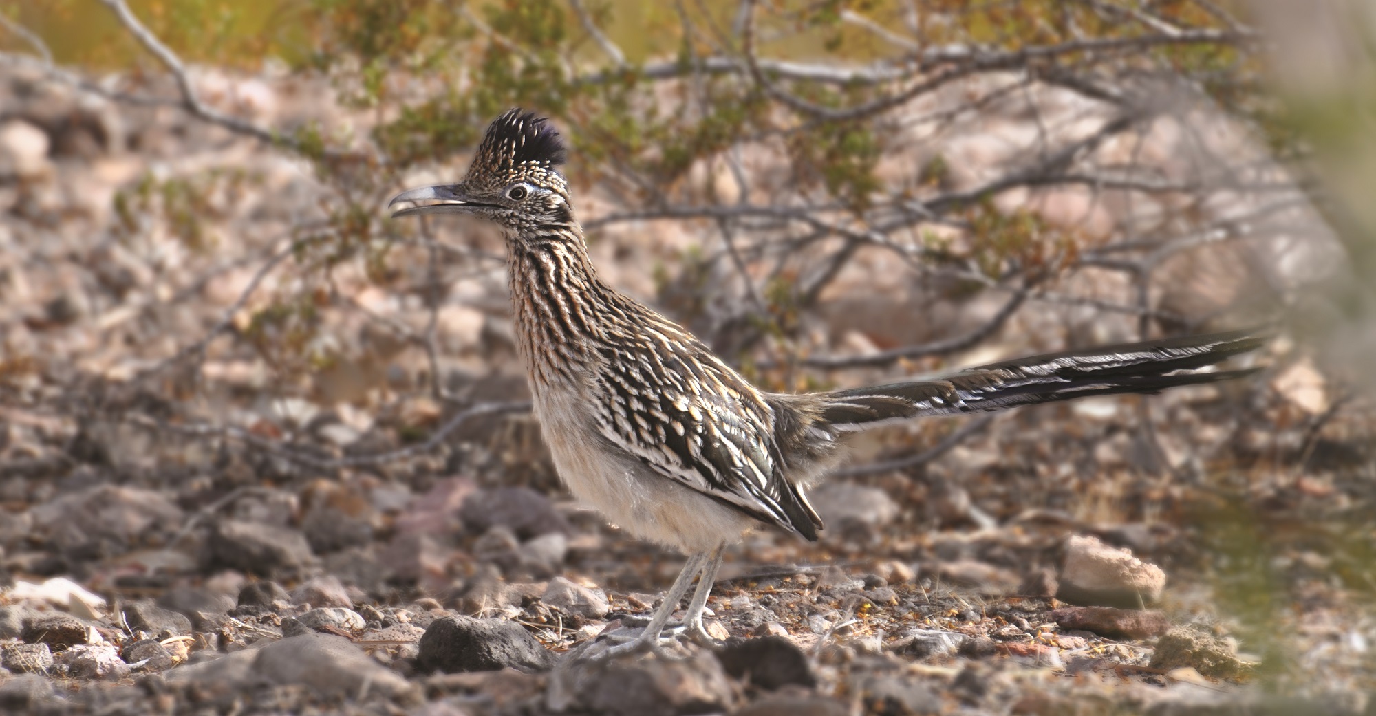 Roadrunner Bird Chaparral free image download
