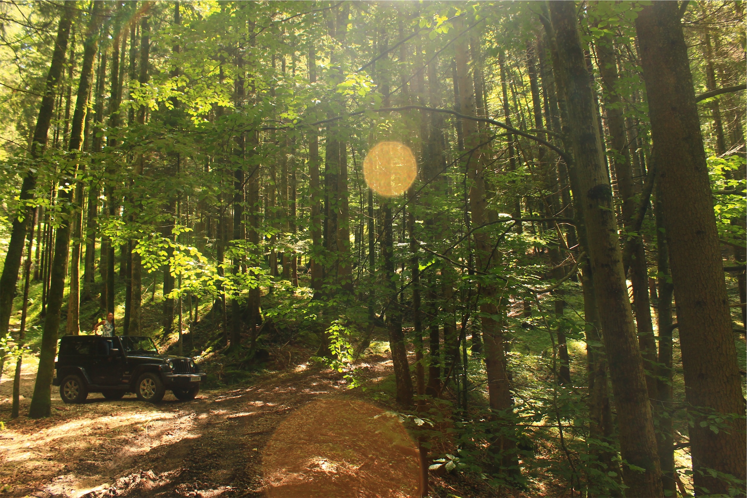Jeep Forest Woods Sun rays free image download