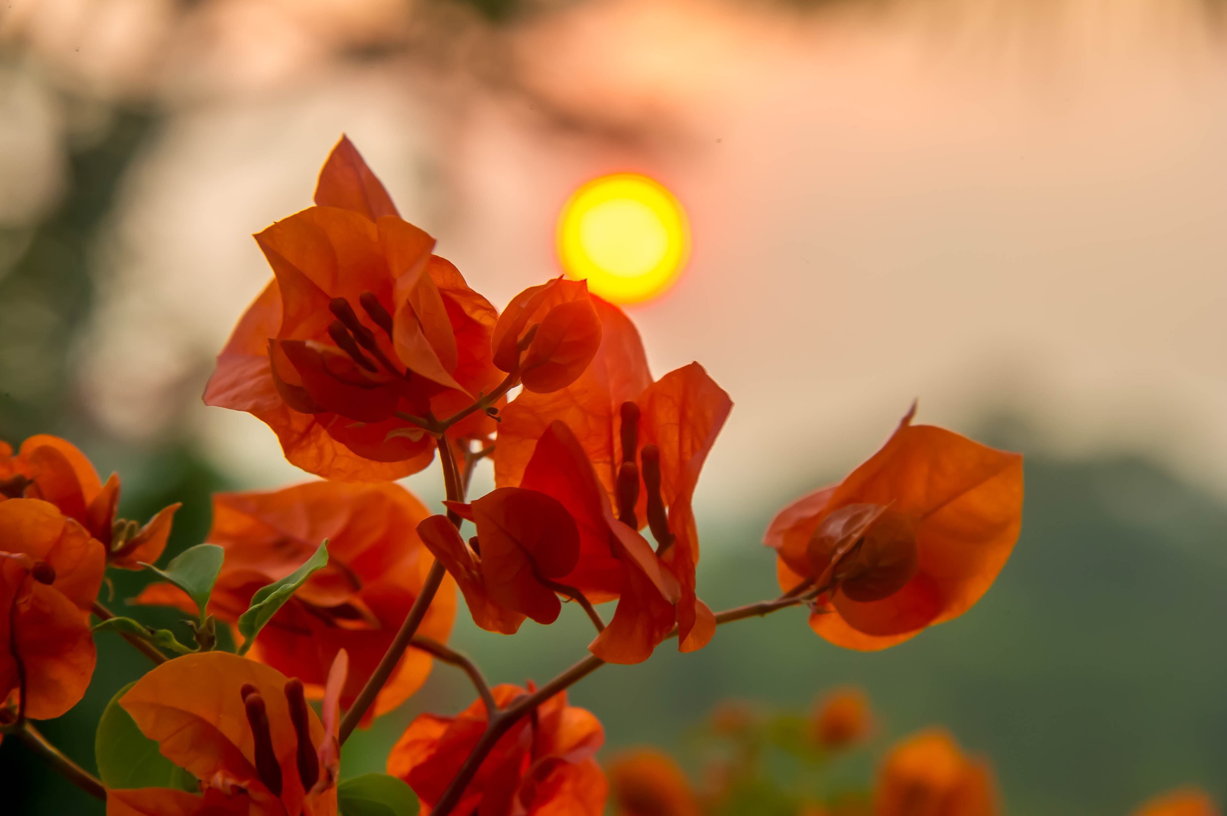 Sunset red Flowers free image download