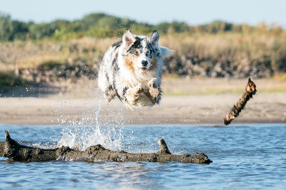 Dog Water jump free image download