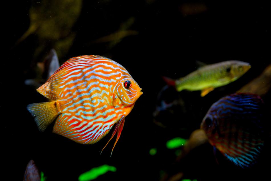 Tropical Aquarium Fish red free image download