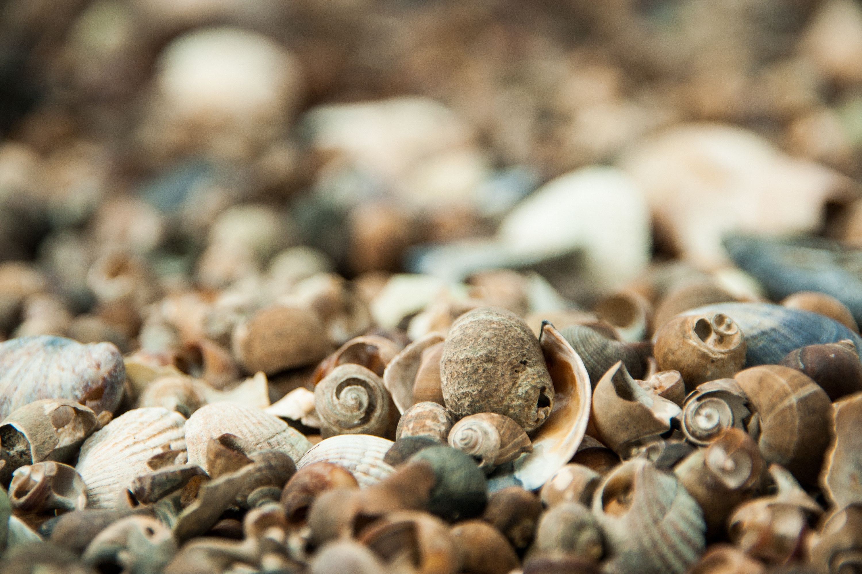 Small Mussels Sea Beach Close free image download