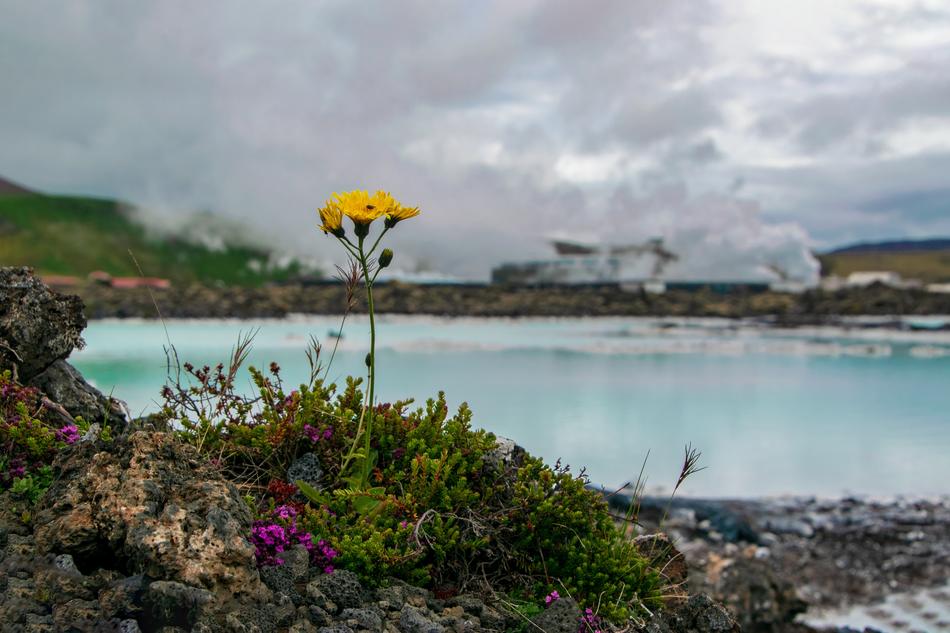 Blue Lagoon Flower Iceland free image download