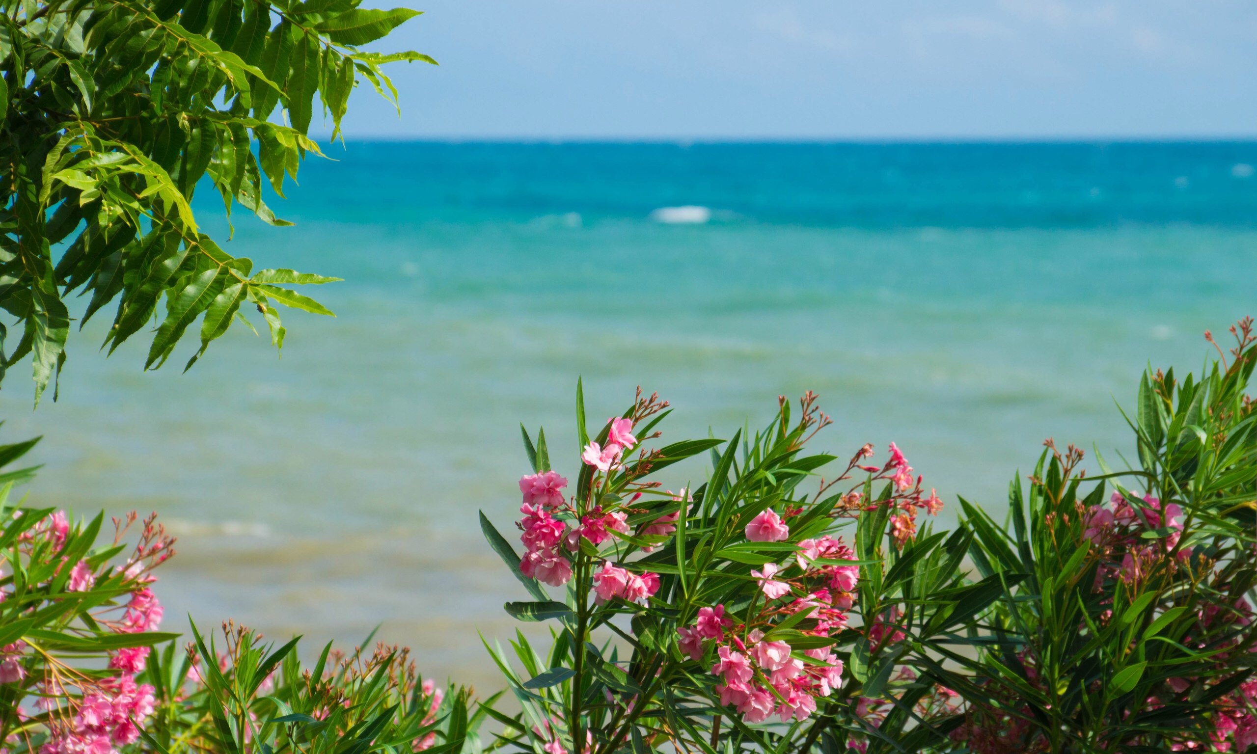 Sea Flowers Landscape Palm free image download
