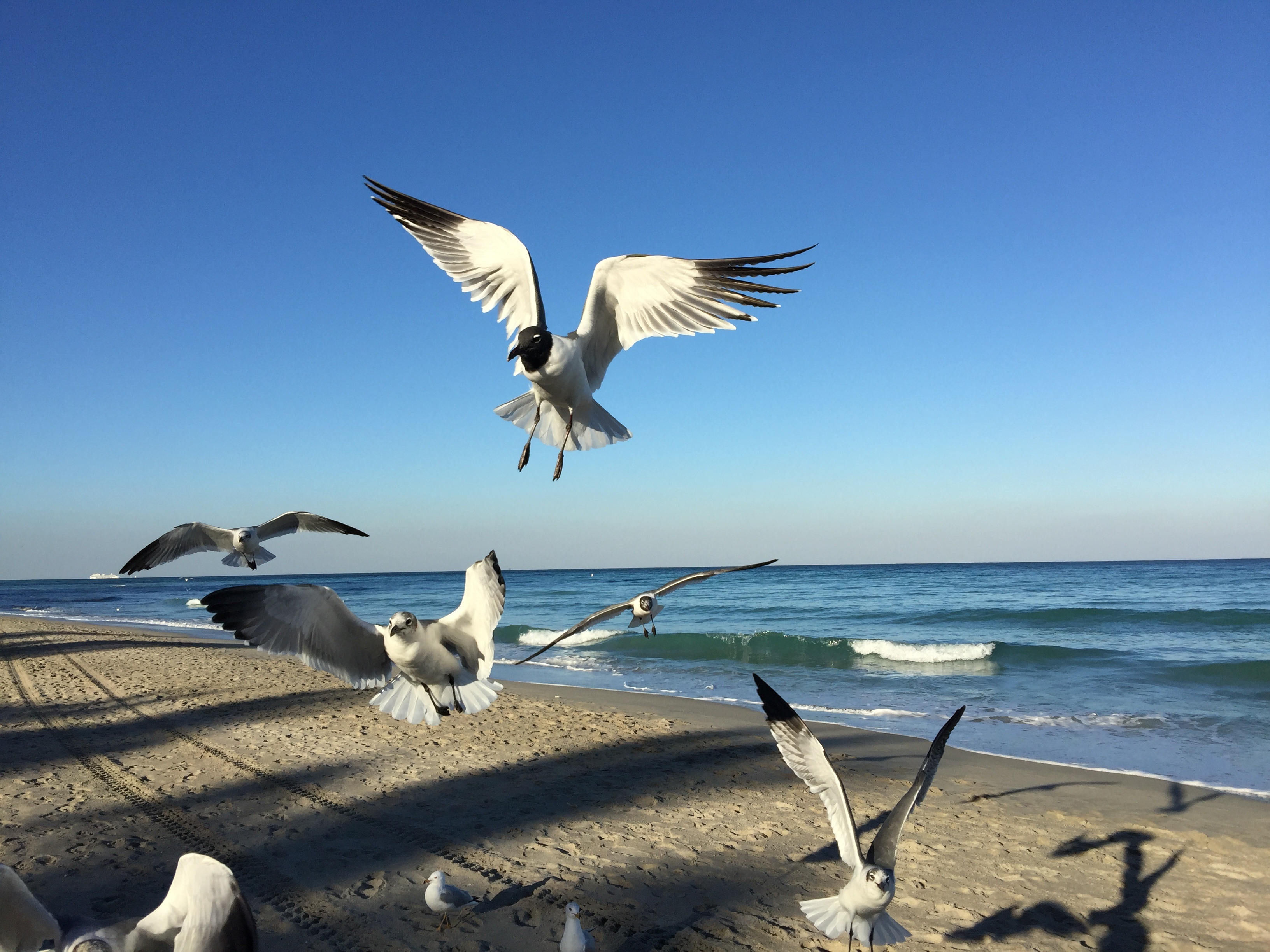 Seagull Beach Coast free image download