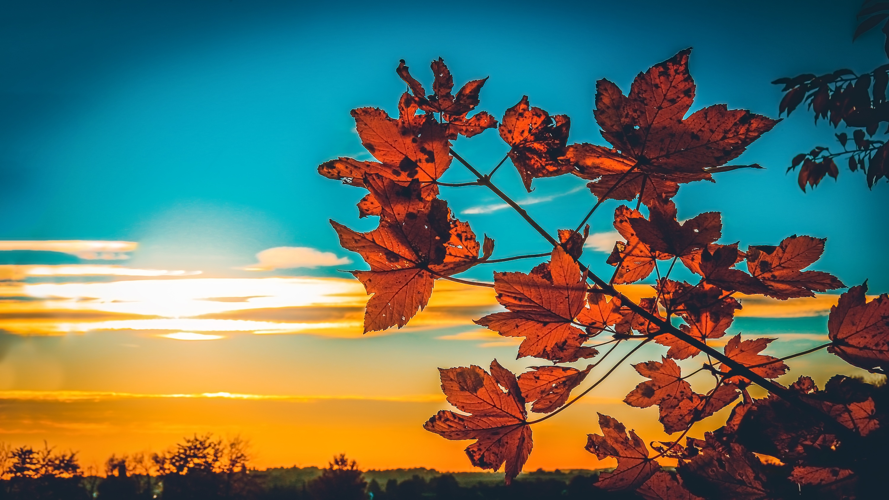 Foliage Leaves Sunset Autumn free image download