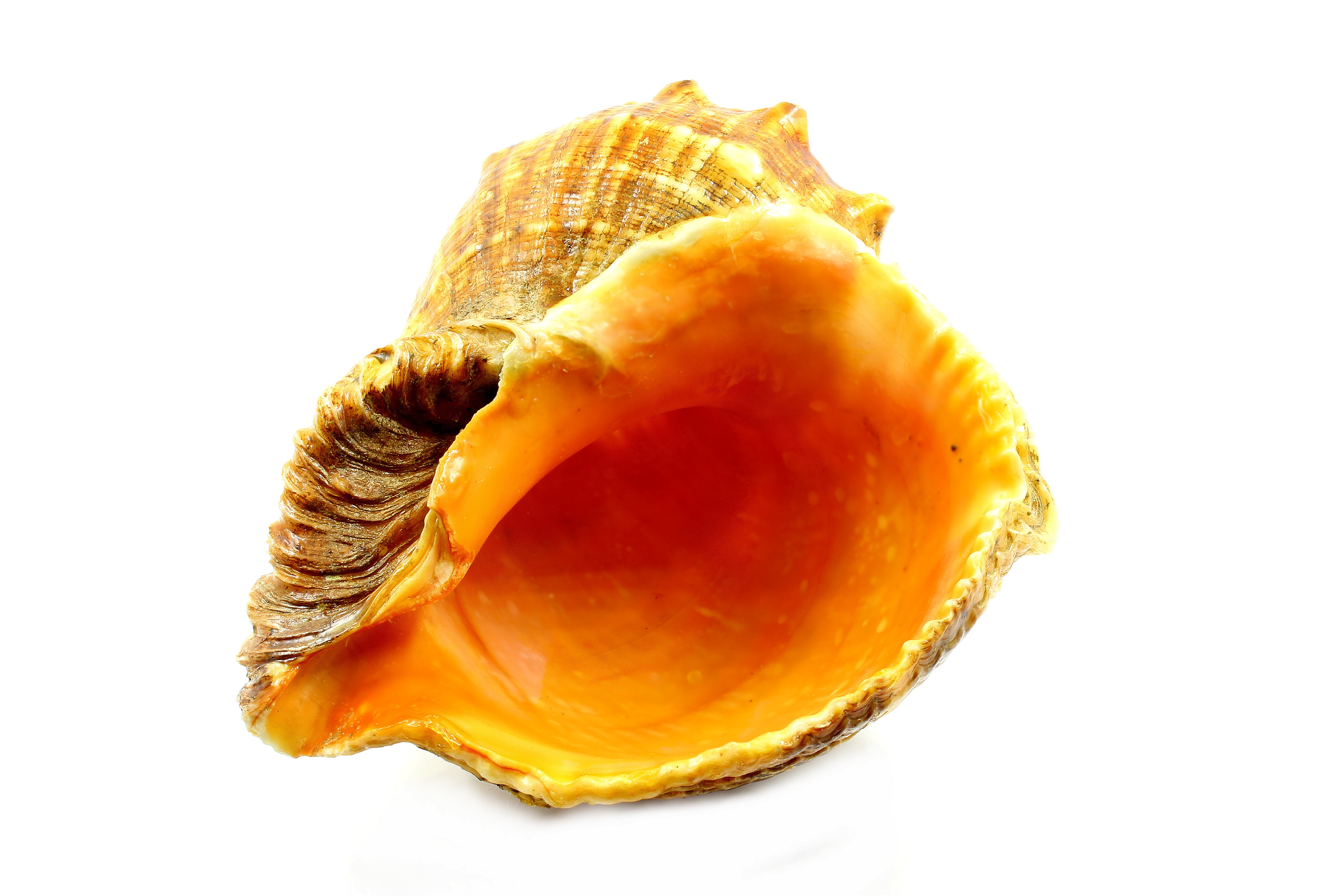 Seashell Sea clam free image download