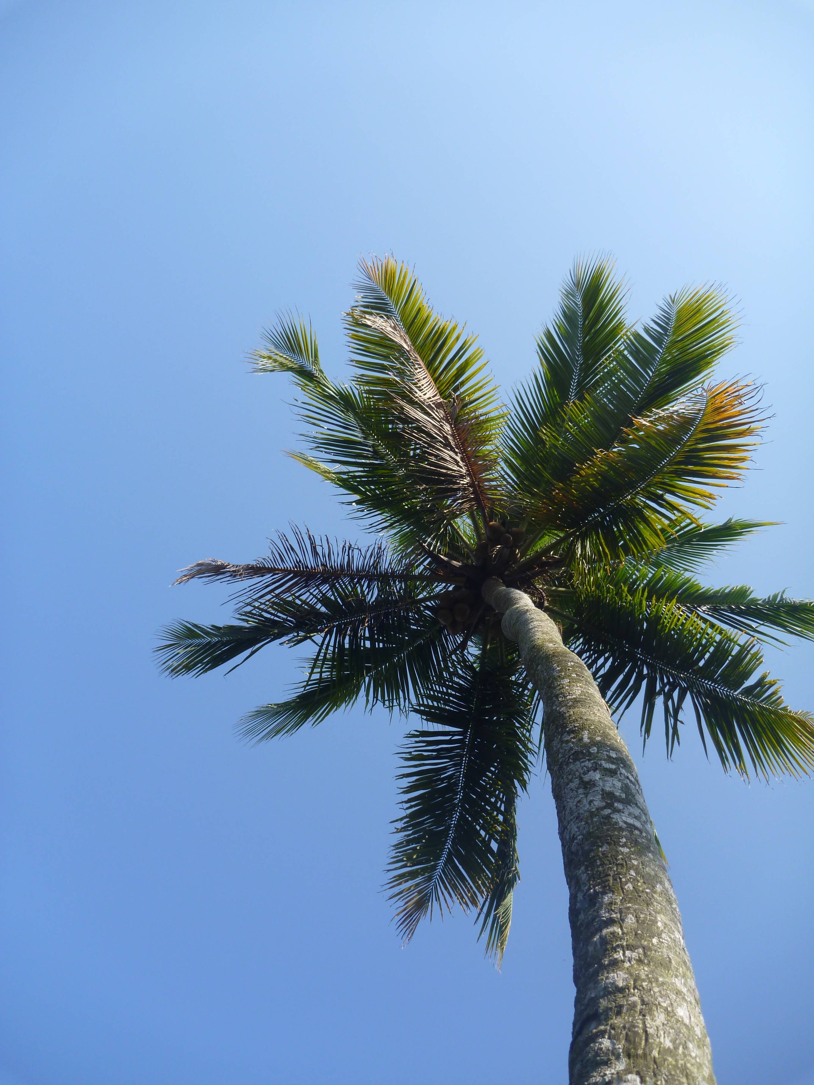 Palm Tree Blue Sky free image download