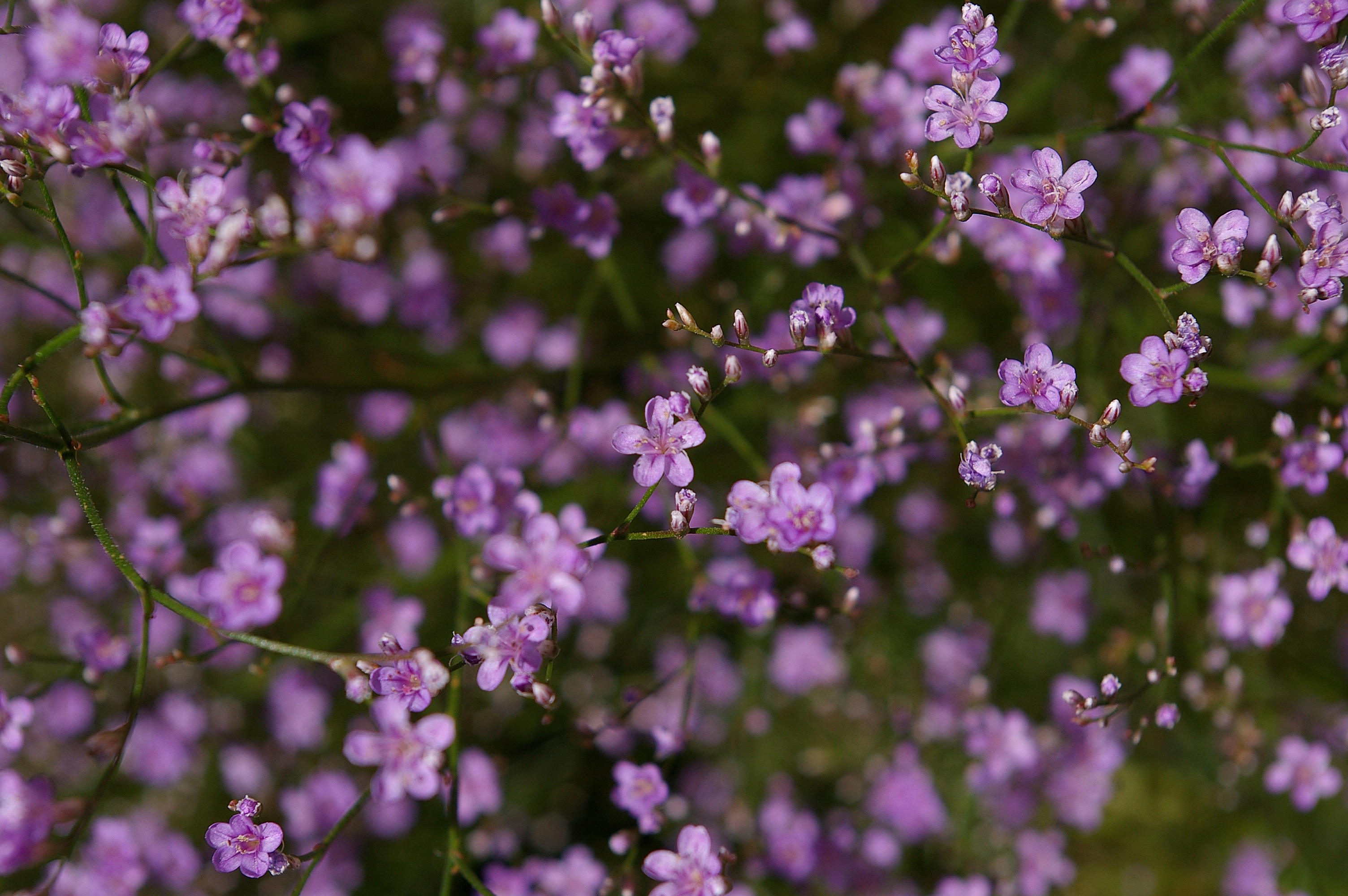 Purple flowers in the field free image download