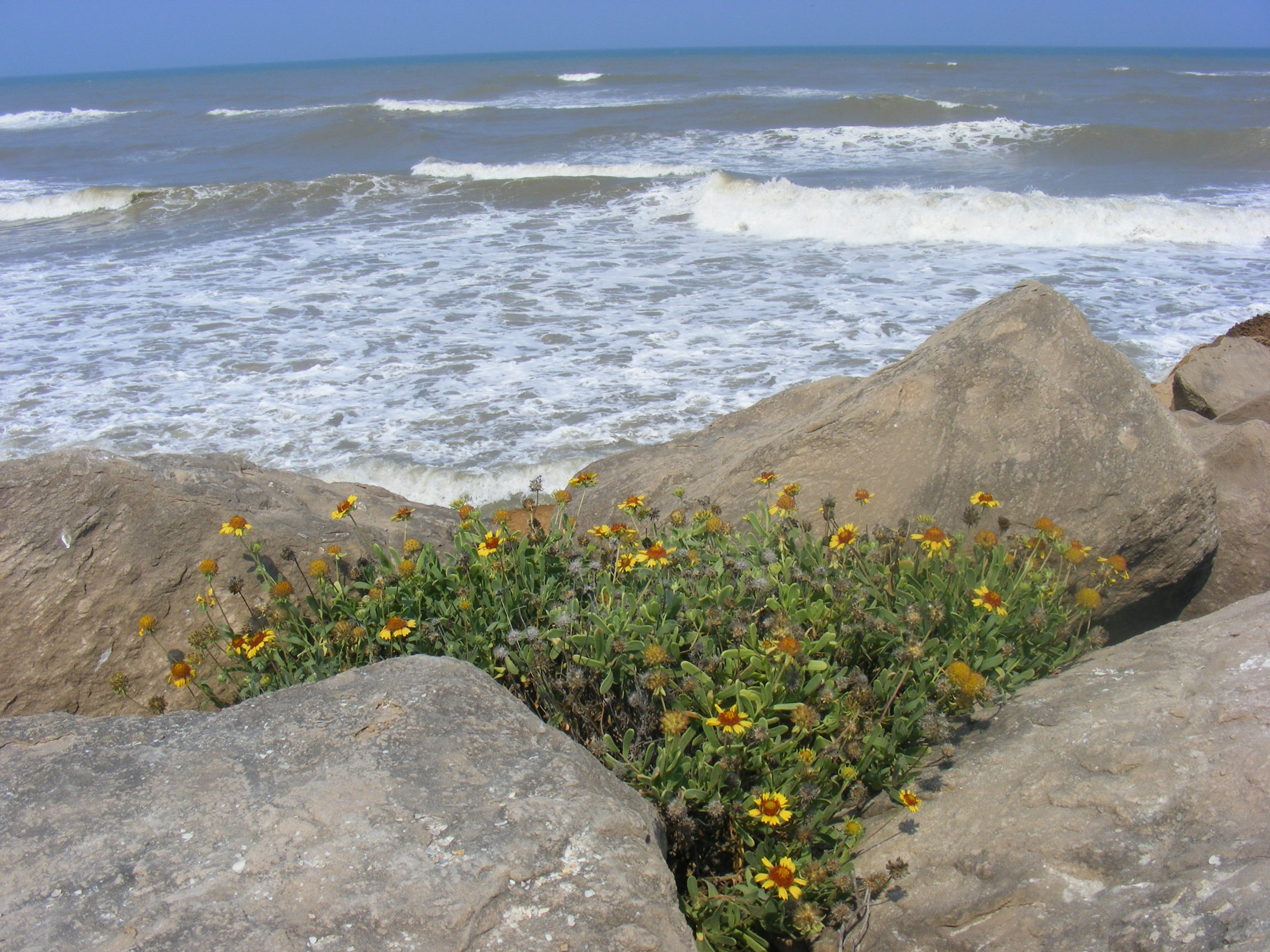 Sea Cliff Flower free image download