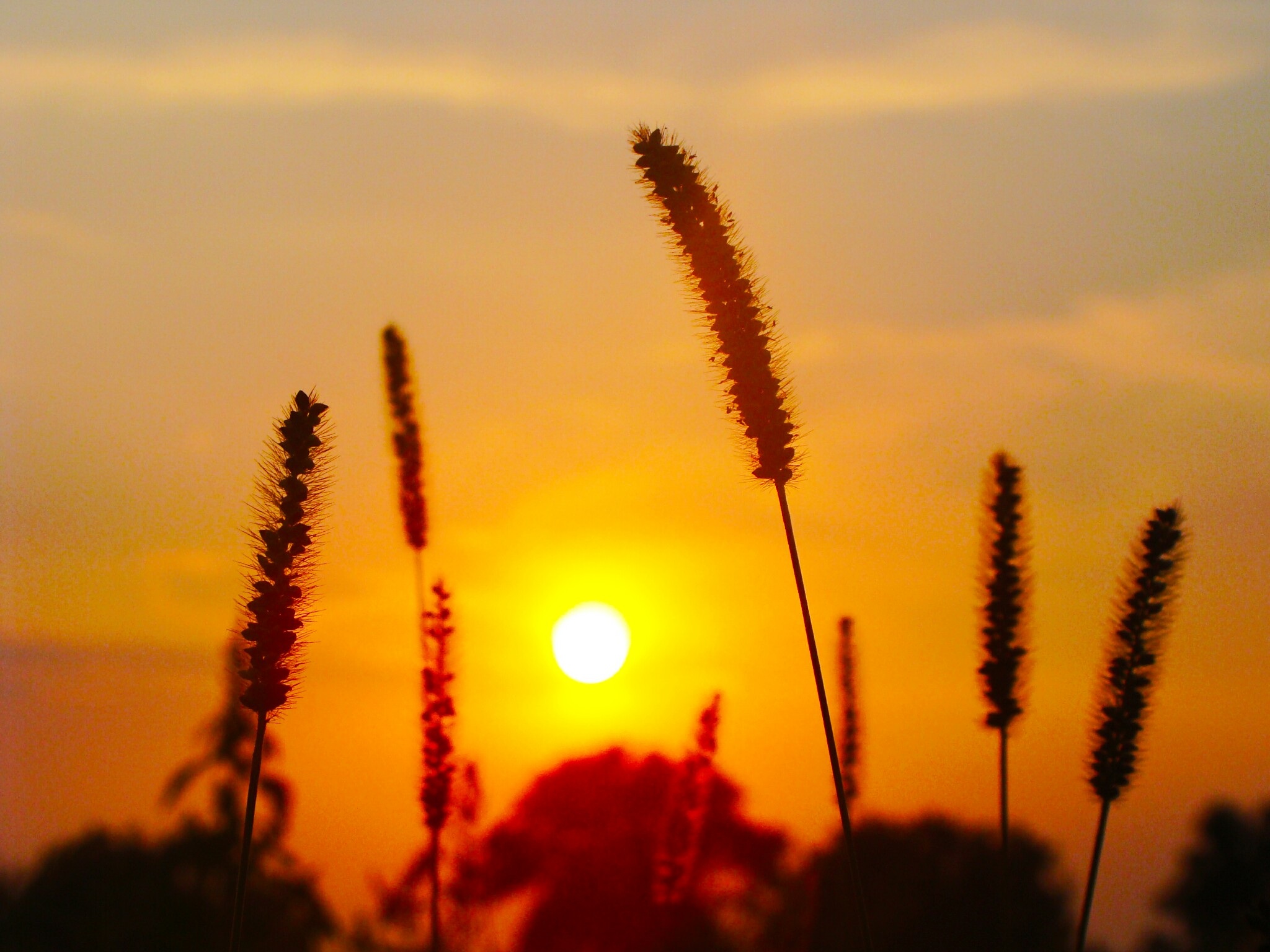 Plants Sun Evening free image download