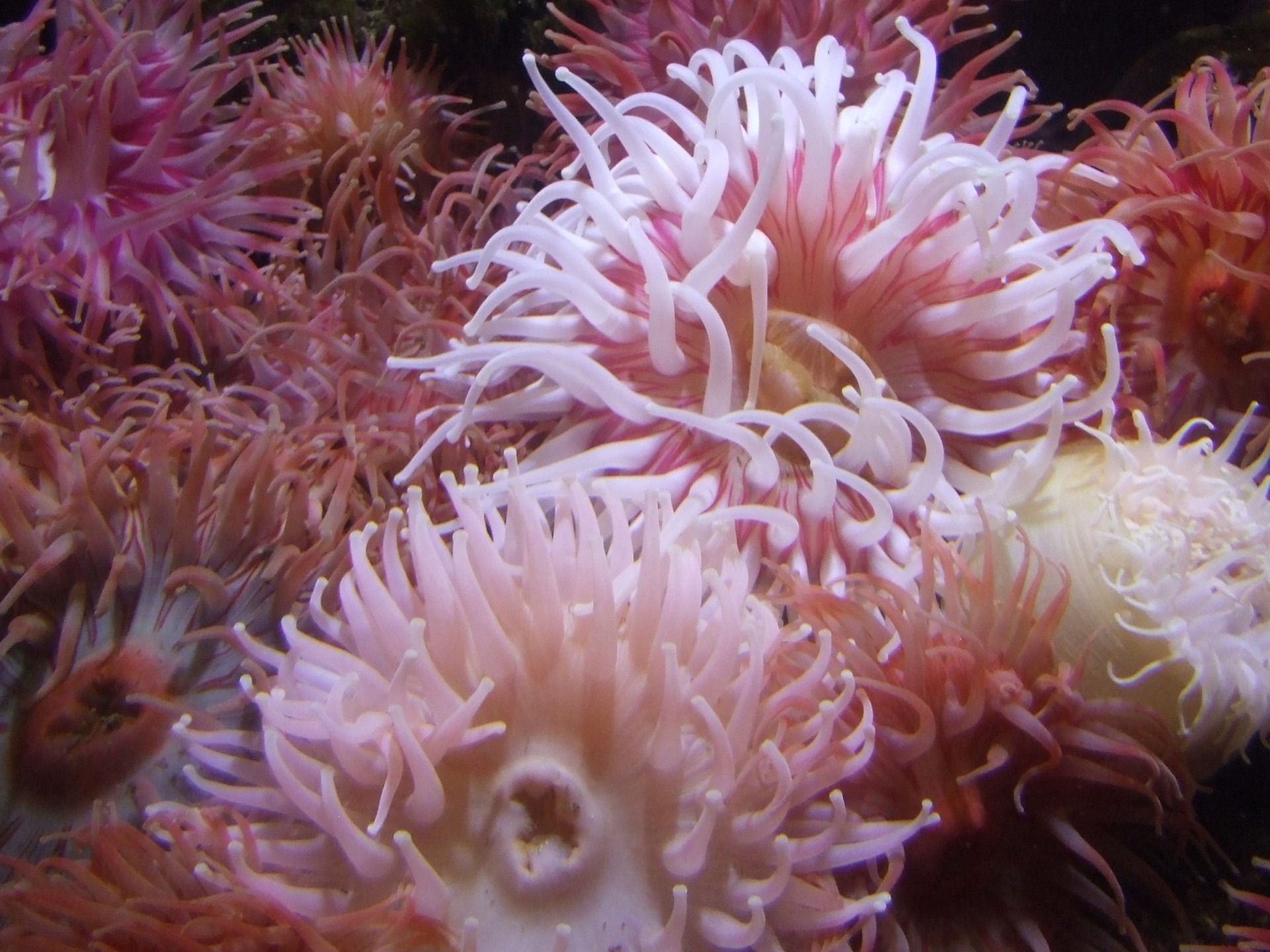 Anemone Anemones Water free image download