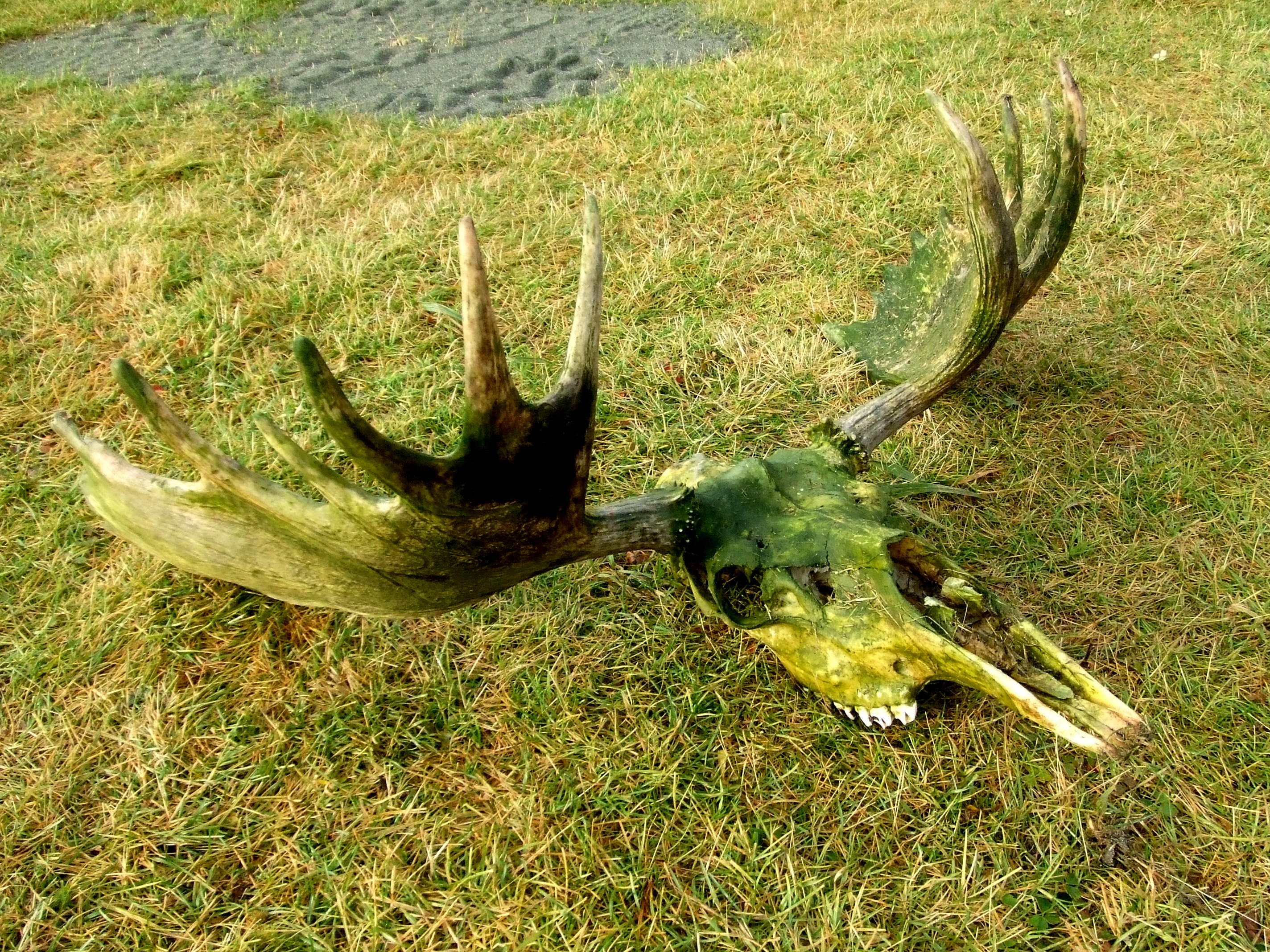 Moose Skull Dead head free image download