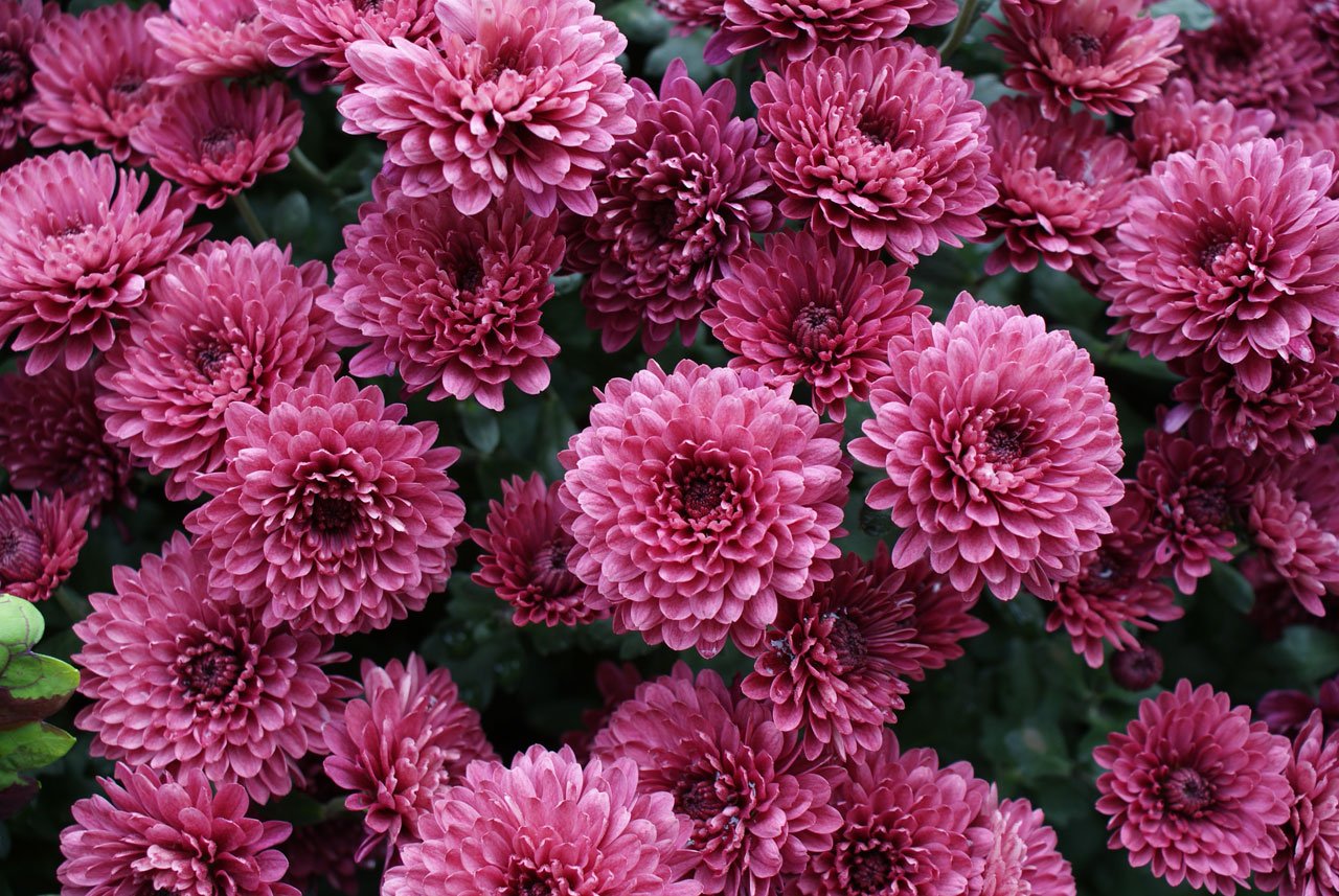 Chrysanthemums Flower free image download