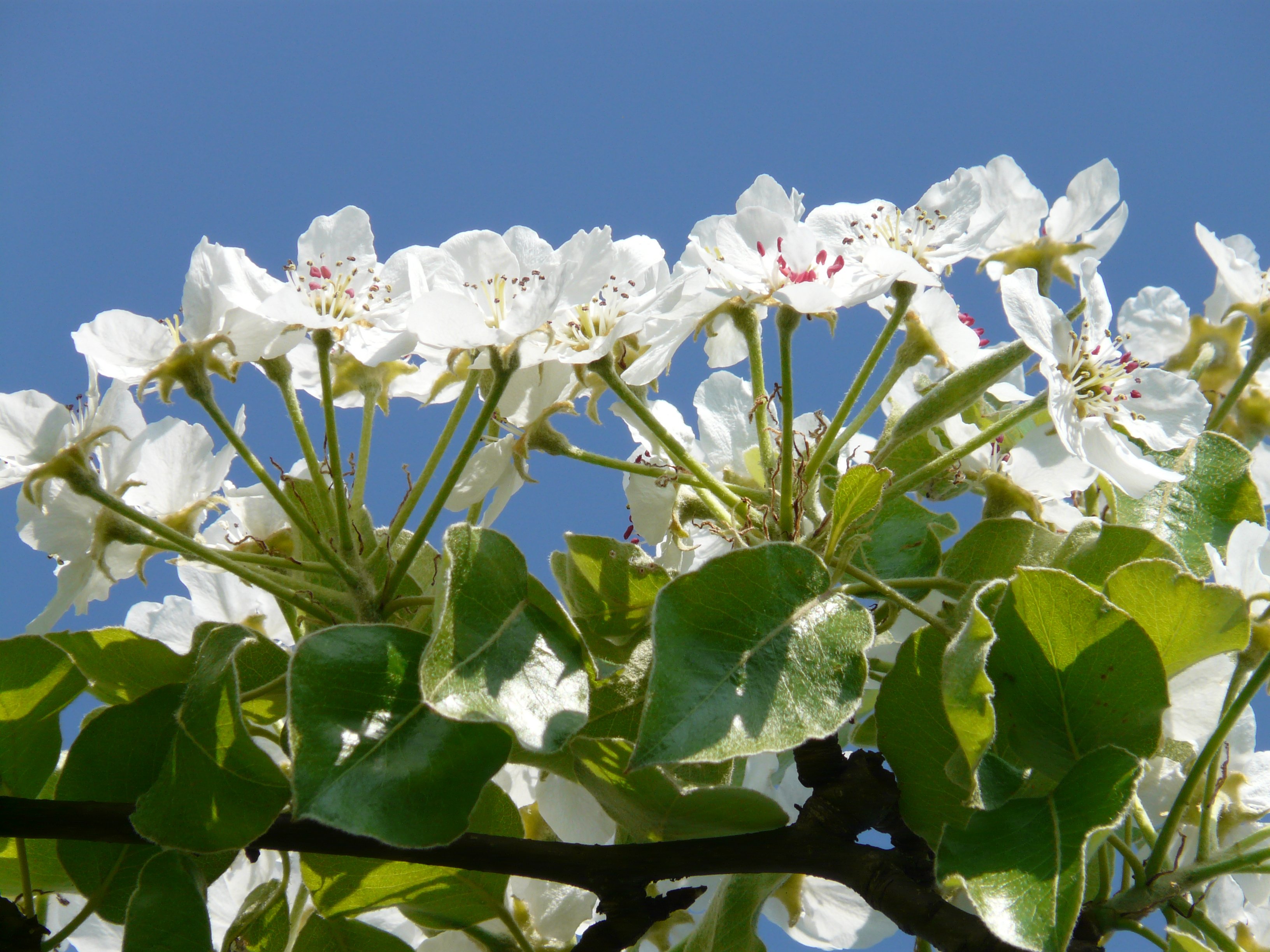 Absolutely beautiful Pear Blossom free image download
