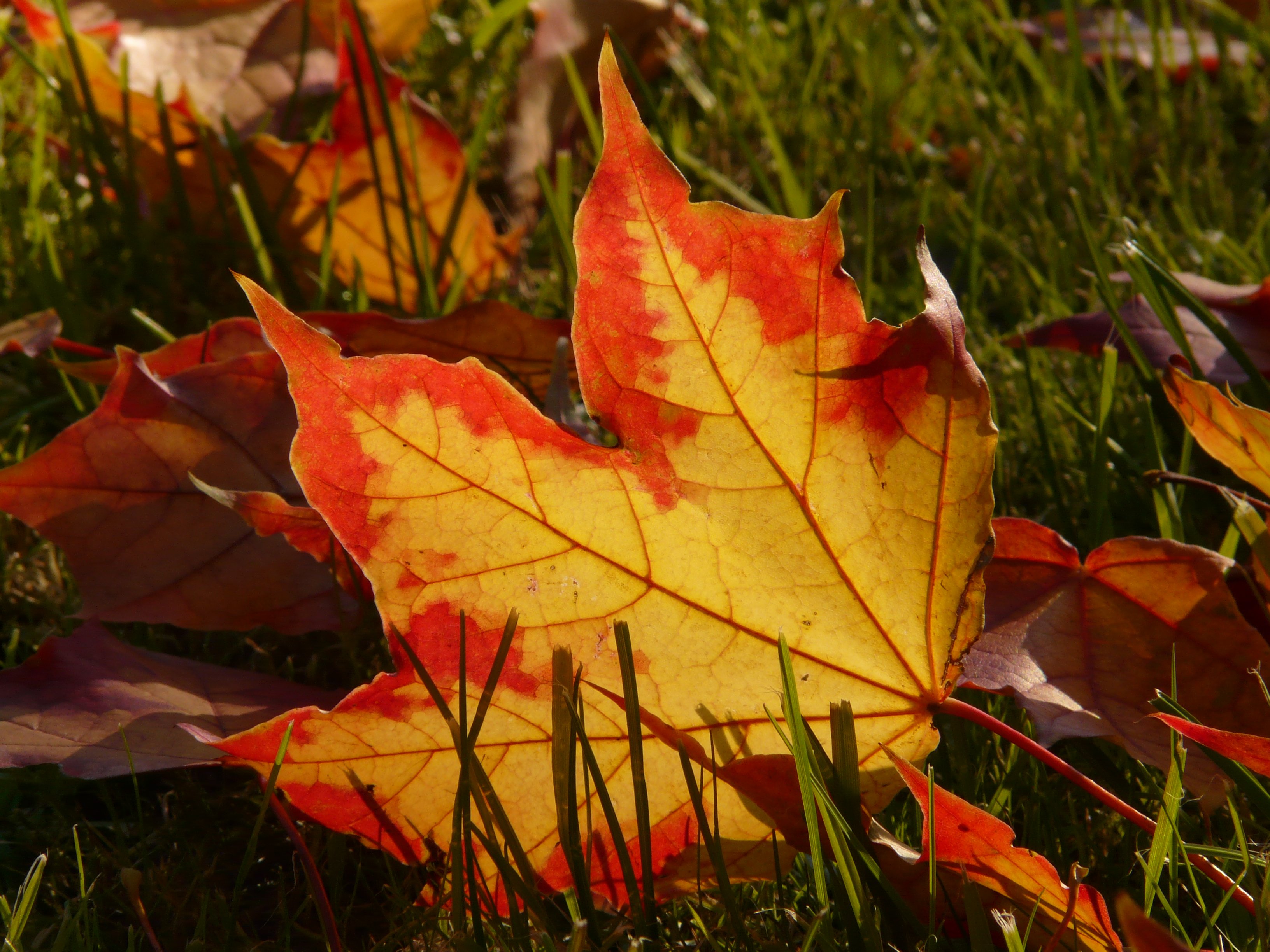 Orange Autumn Leaf free image download