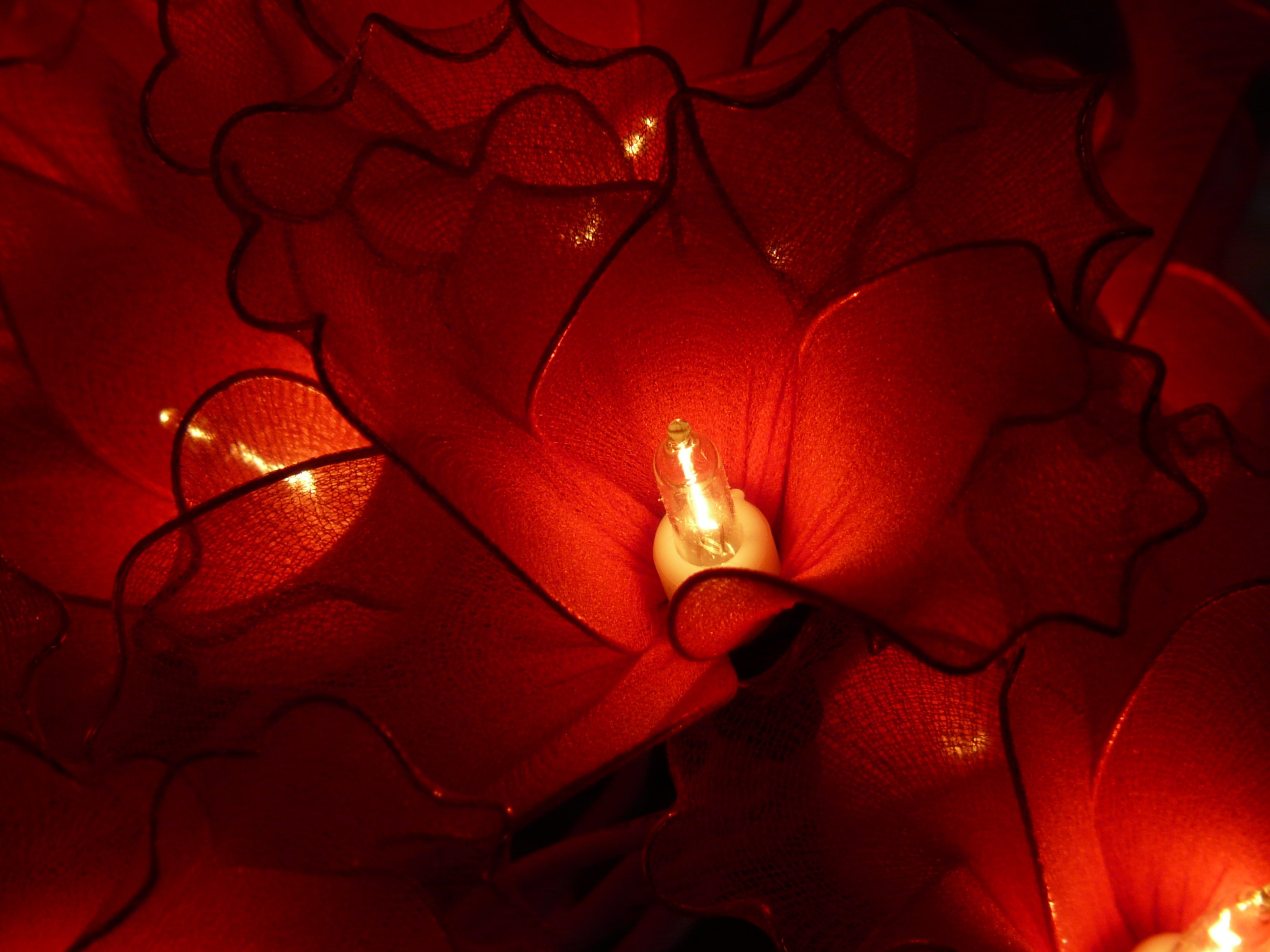 Tiny lamps in red flowers, christmas lights free image download