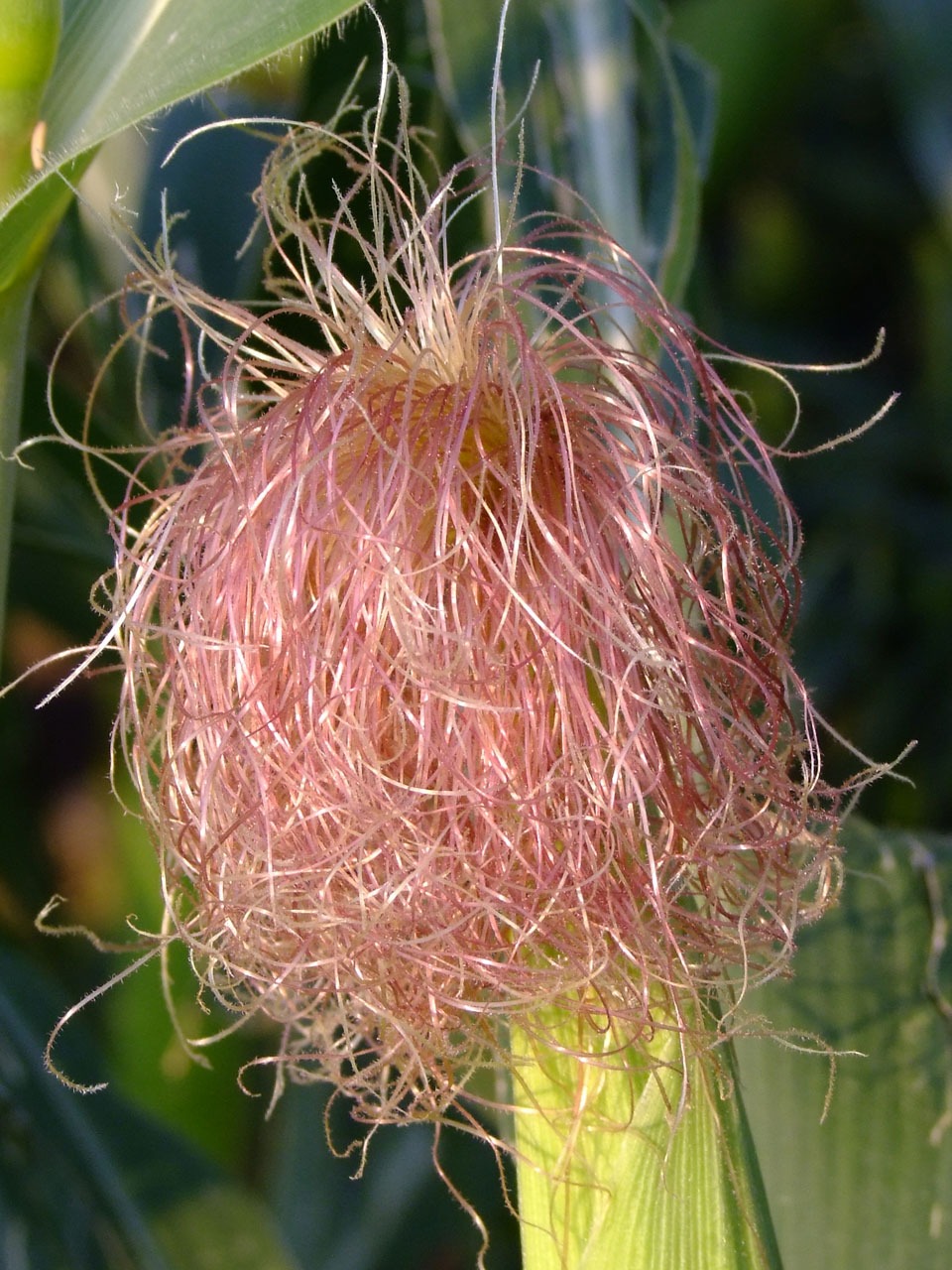 Corn Hair Style pink free image download