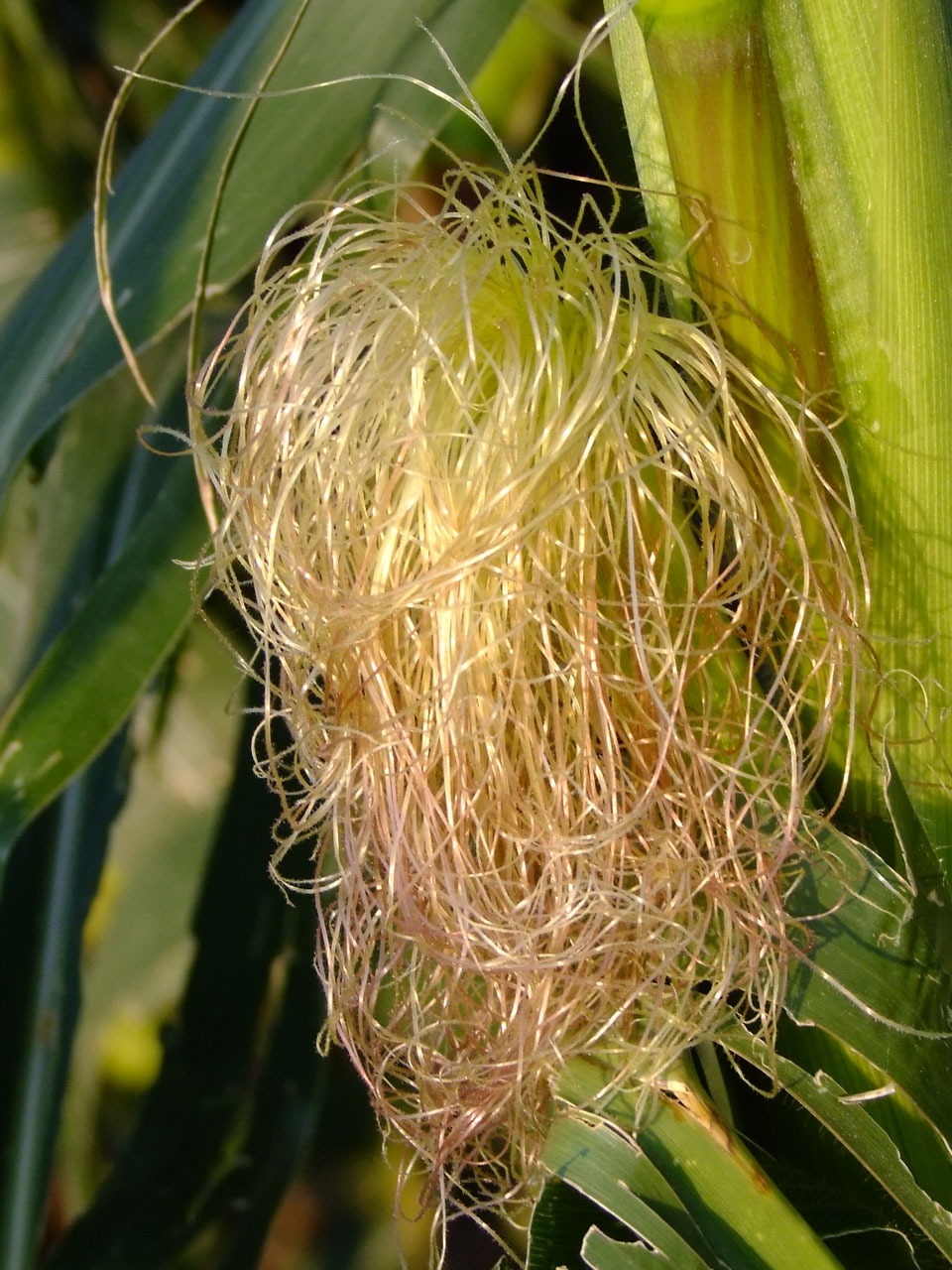 Corn Hair Style flowers free image download