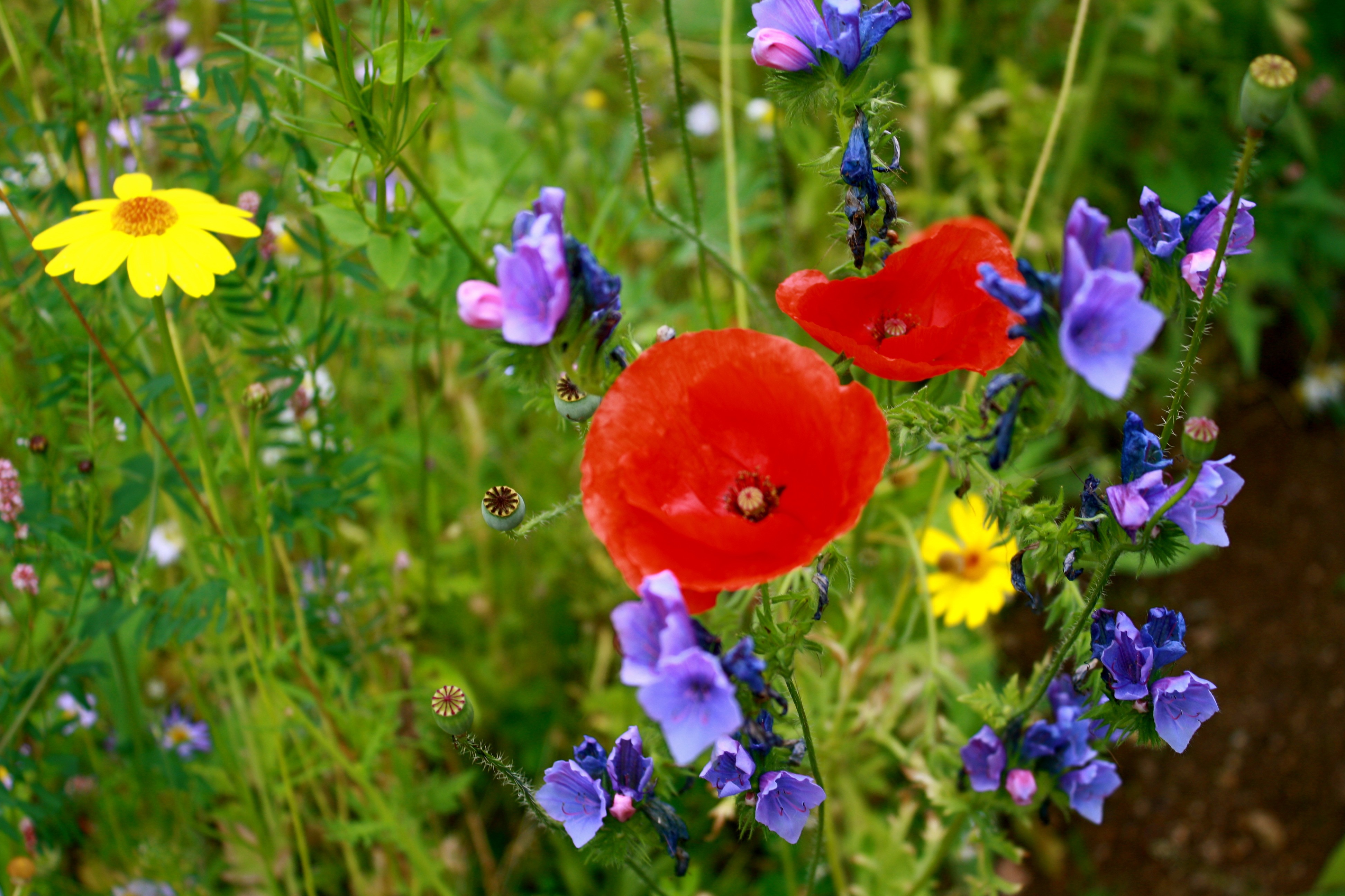 Cornflower, yellow flowers and red poppies in the meadow free image