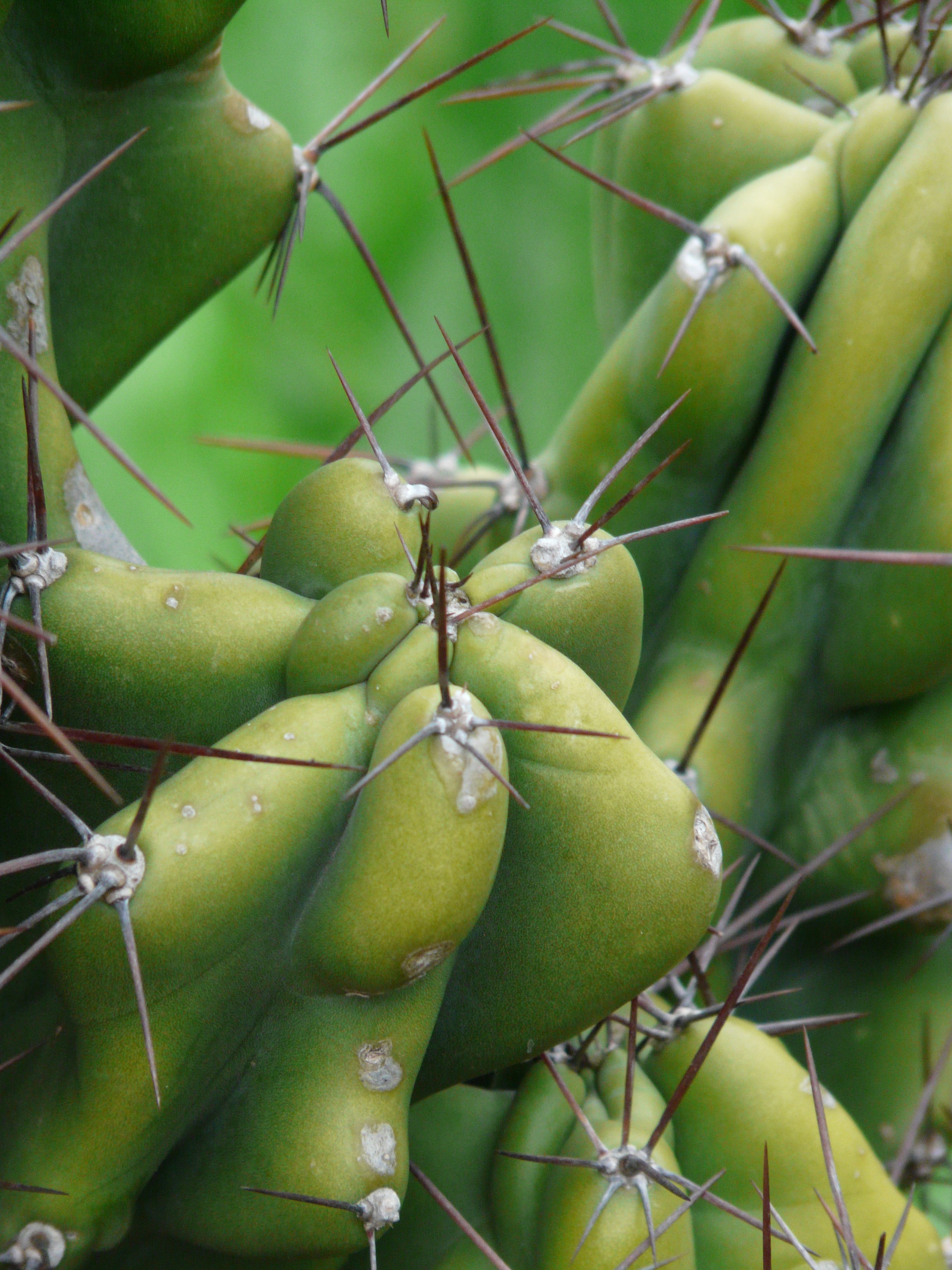 Spur Rock Cactus Cereus Peruvianus green free image download