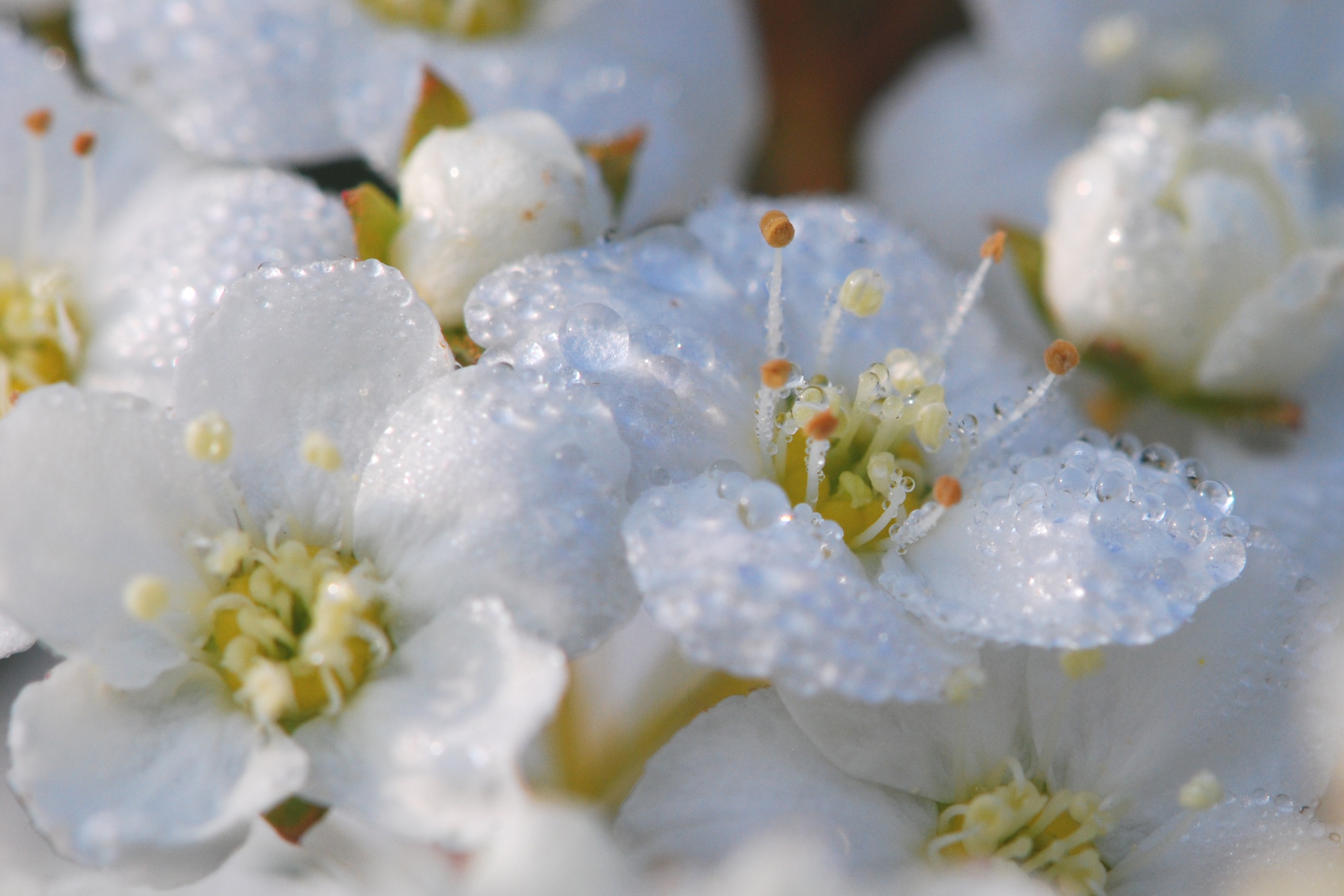 Close Up view of White small Flowers free image download