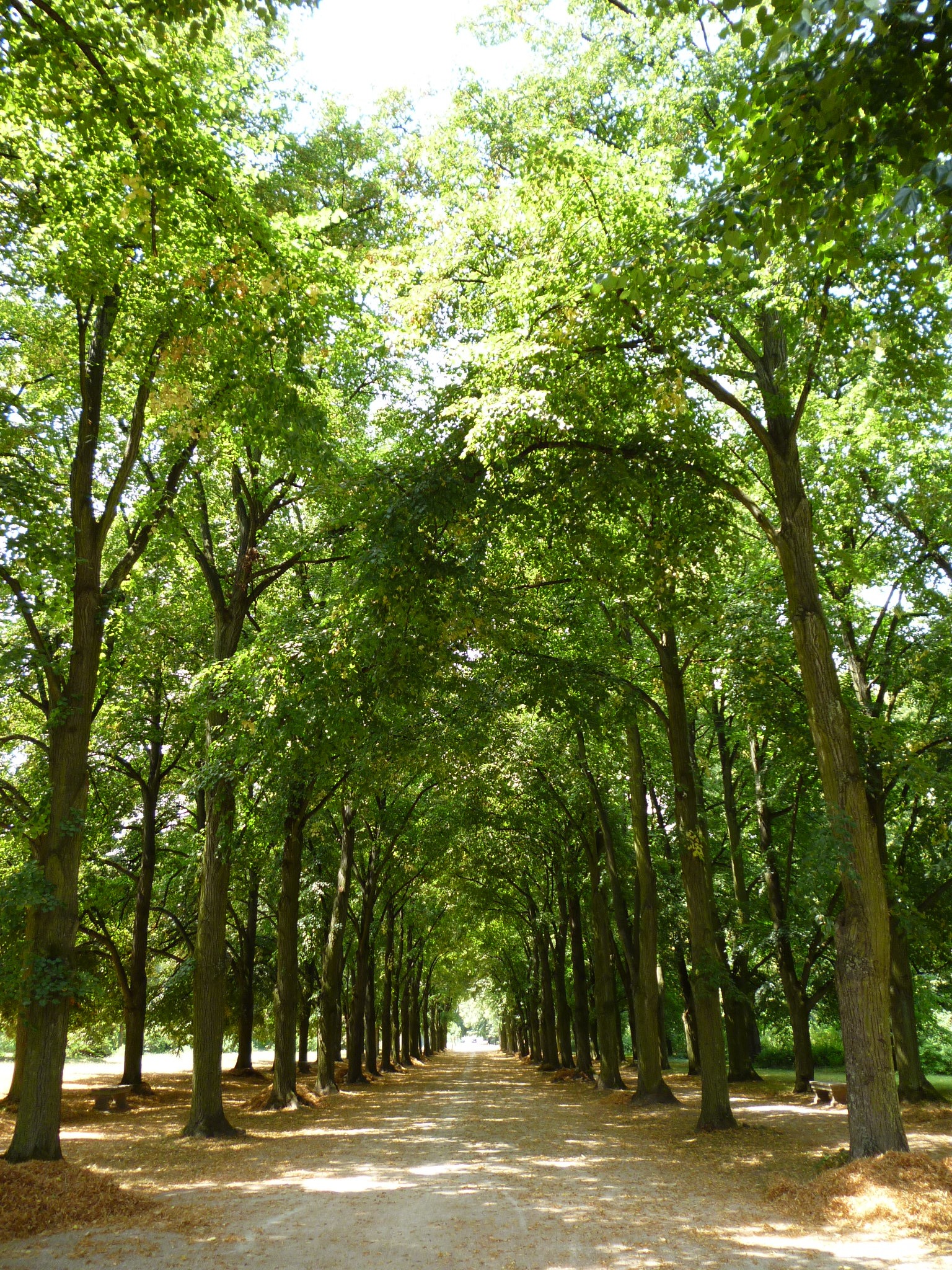 Avenue Promo trees landscape free image download