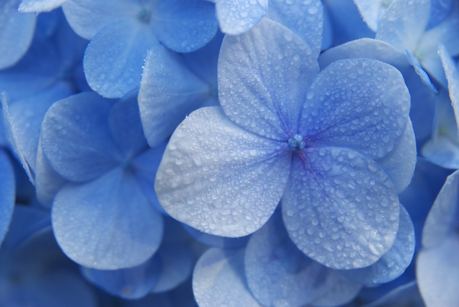 Hydrangea, Blue Flowers with dew drops free image download