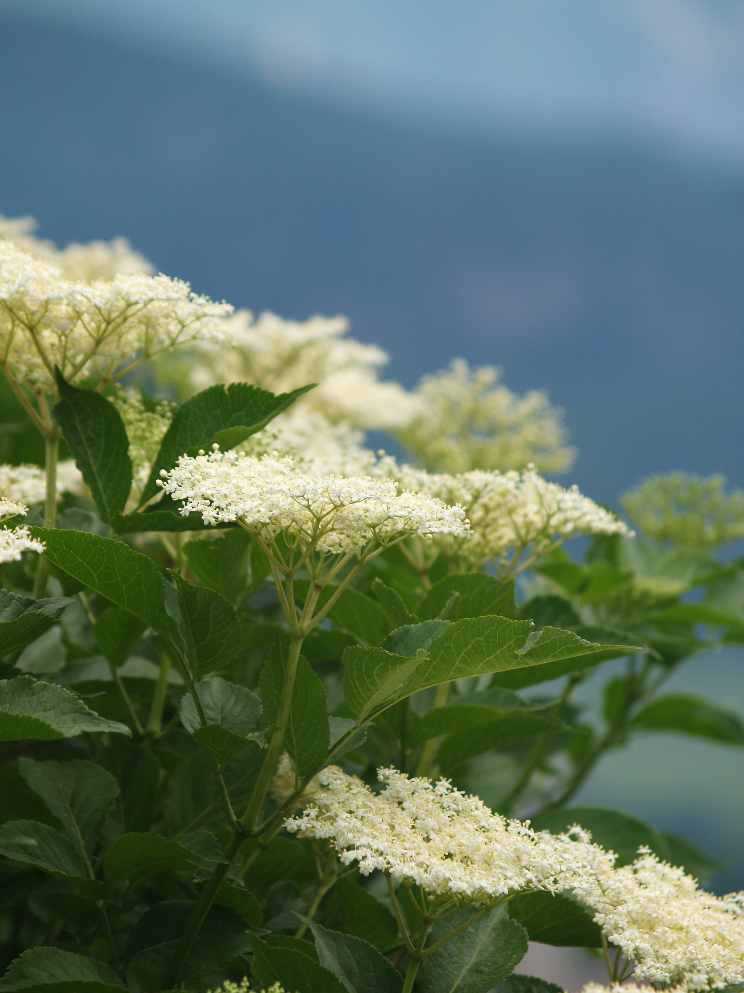 White Elderberry Flowers free image download