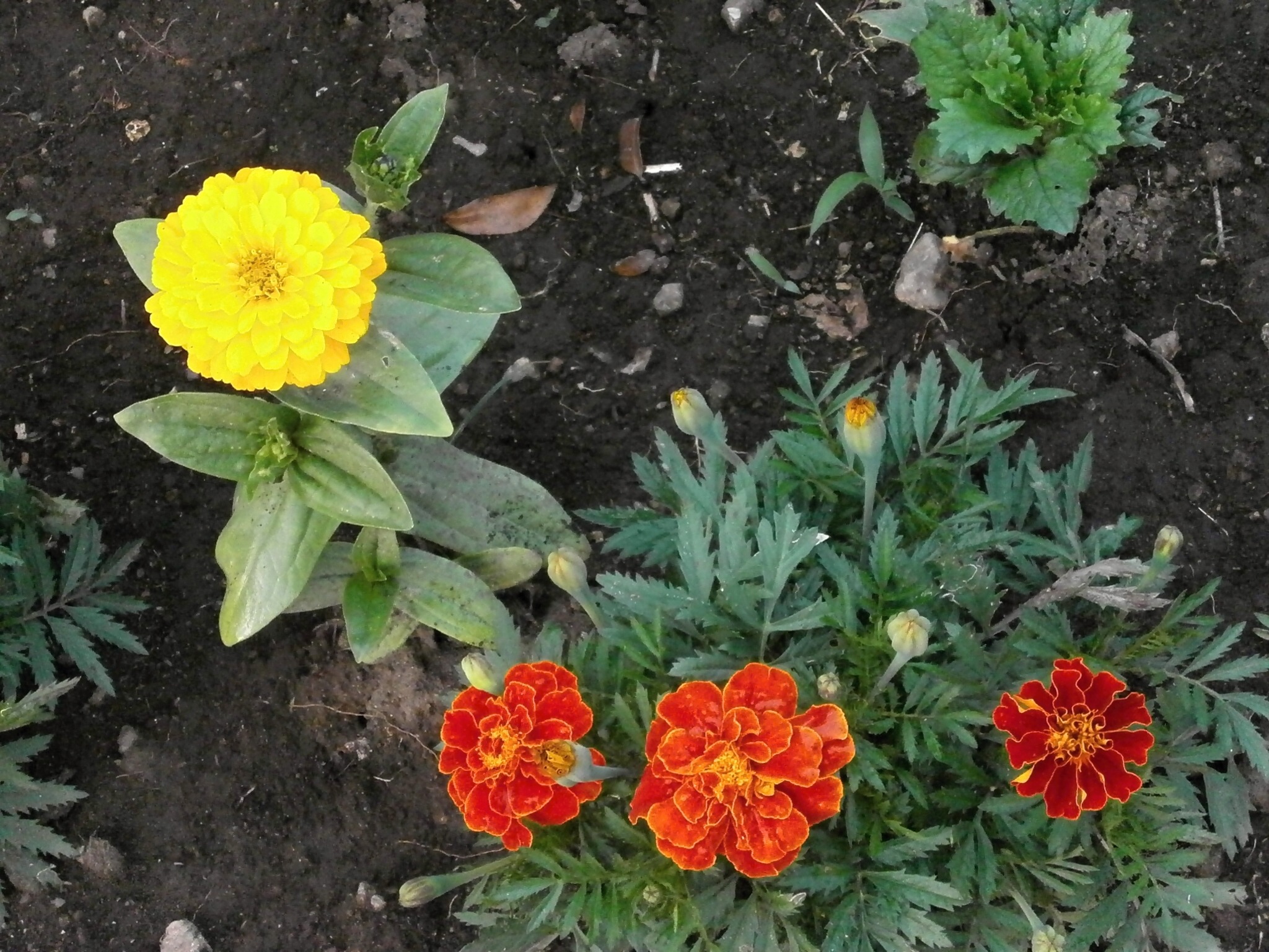 Marigold Zinnia Elegans free image download