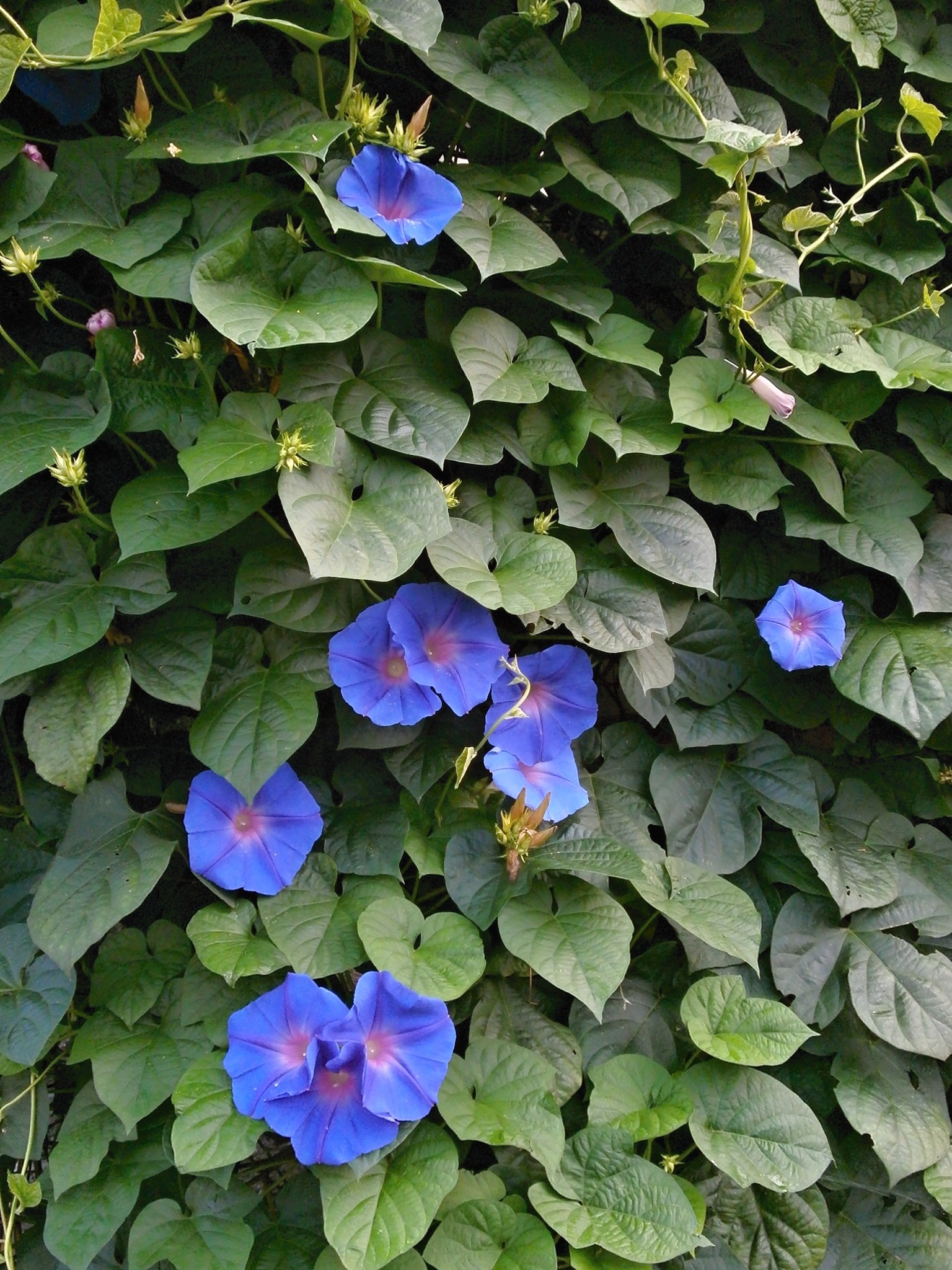 Morning Glory, climbing plant with Blue Flowers at Summer free image download