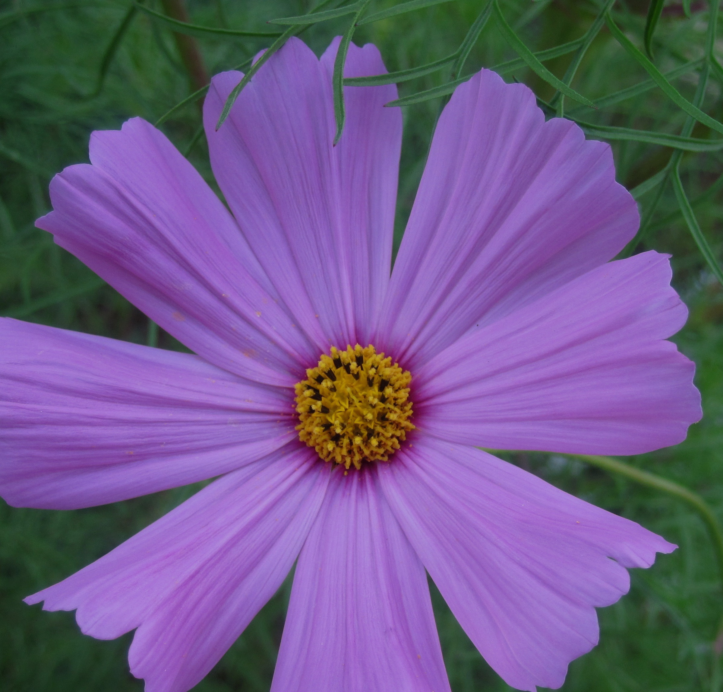 Cosmos Flower, top view free image download