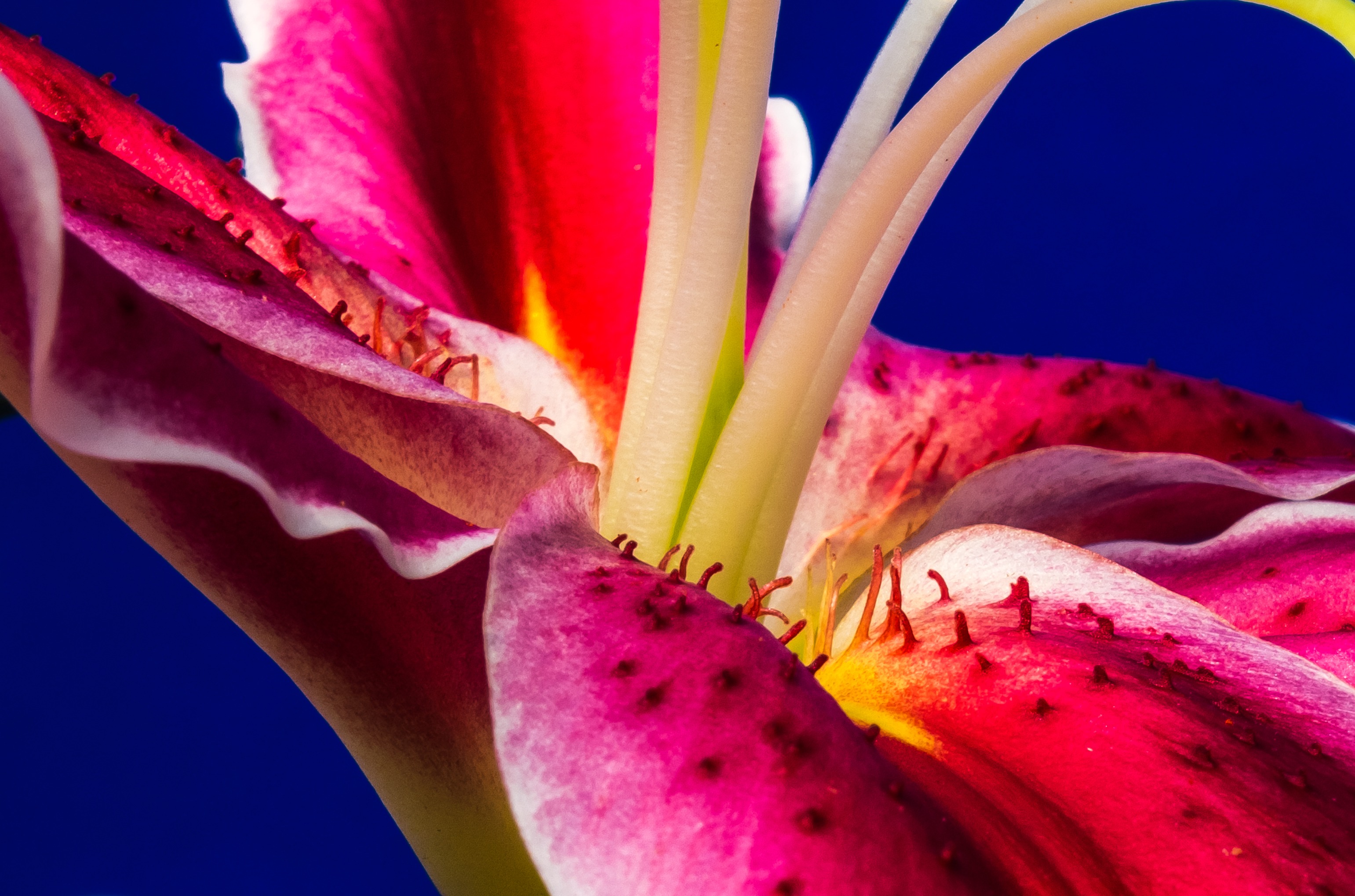 Fabulous Lily Blossom free image download