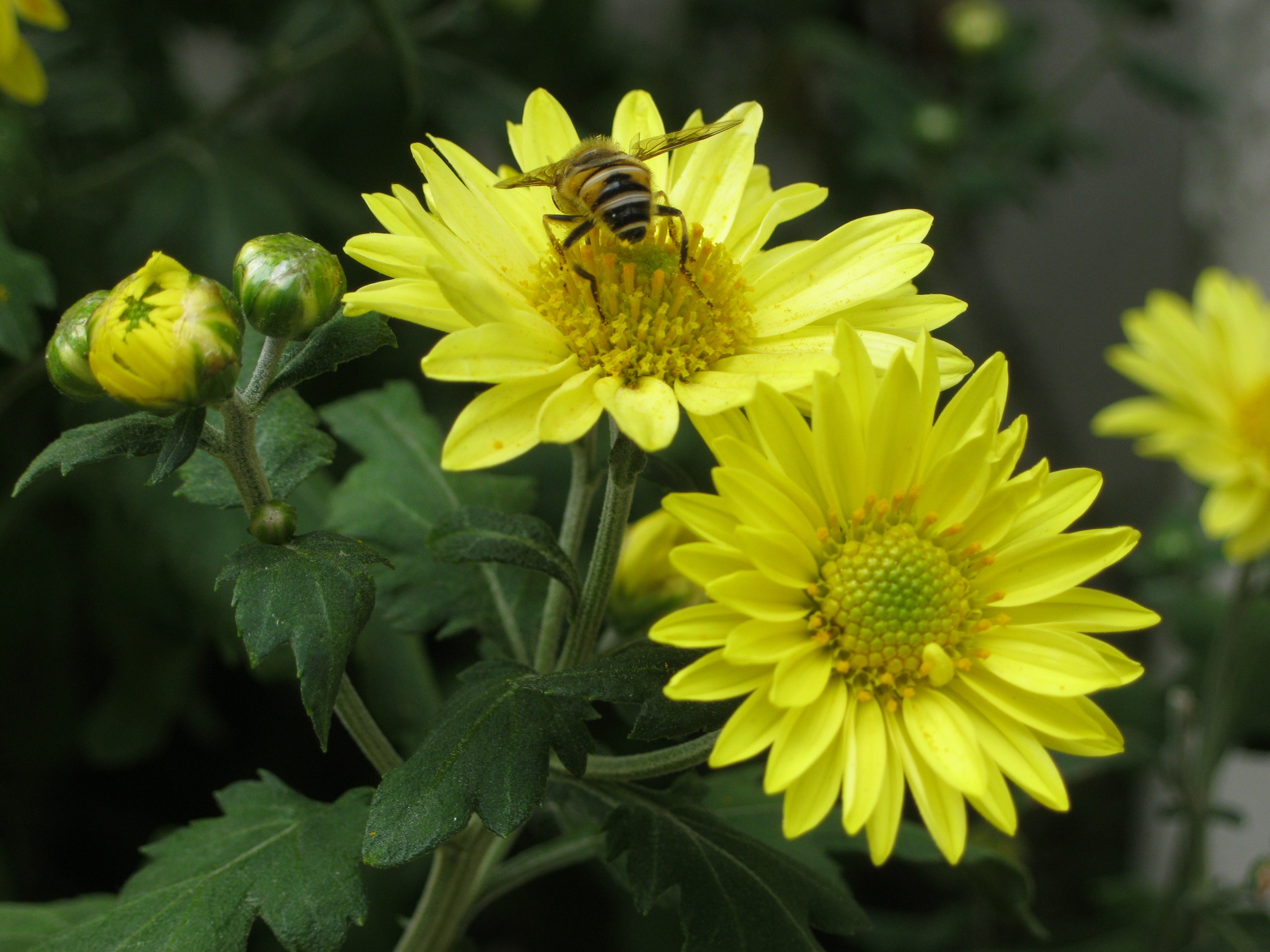 Bee Flowers Chrysanthemum free image download