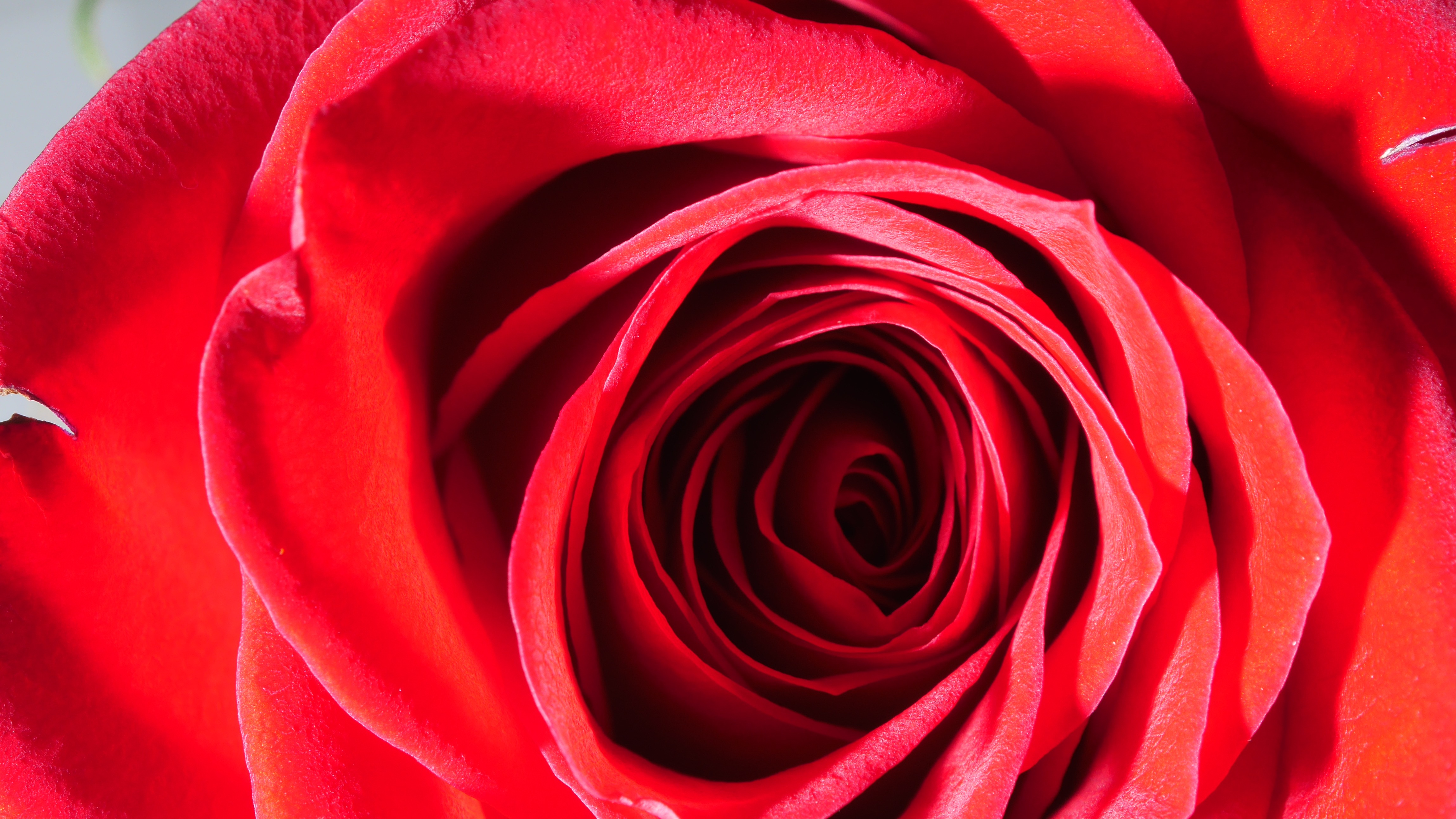 Unusually beautiful big Rose Red Flower free image download