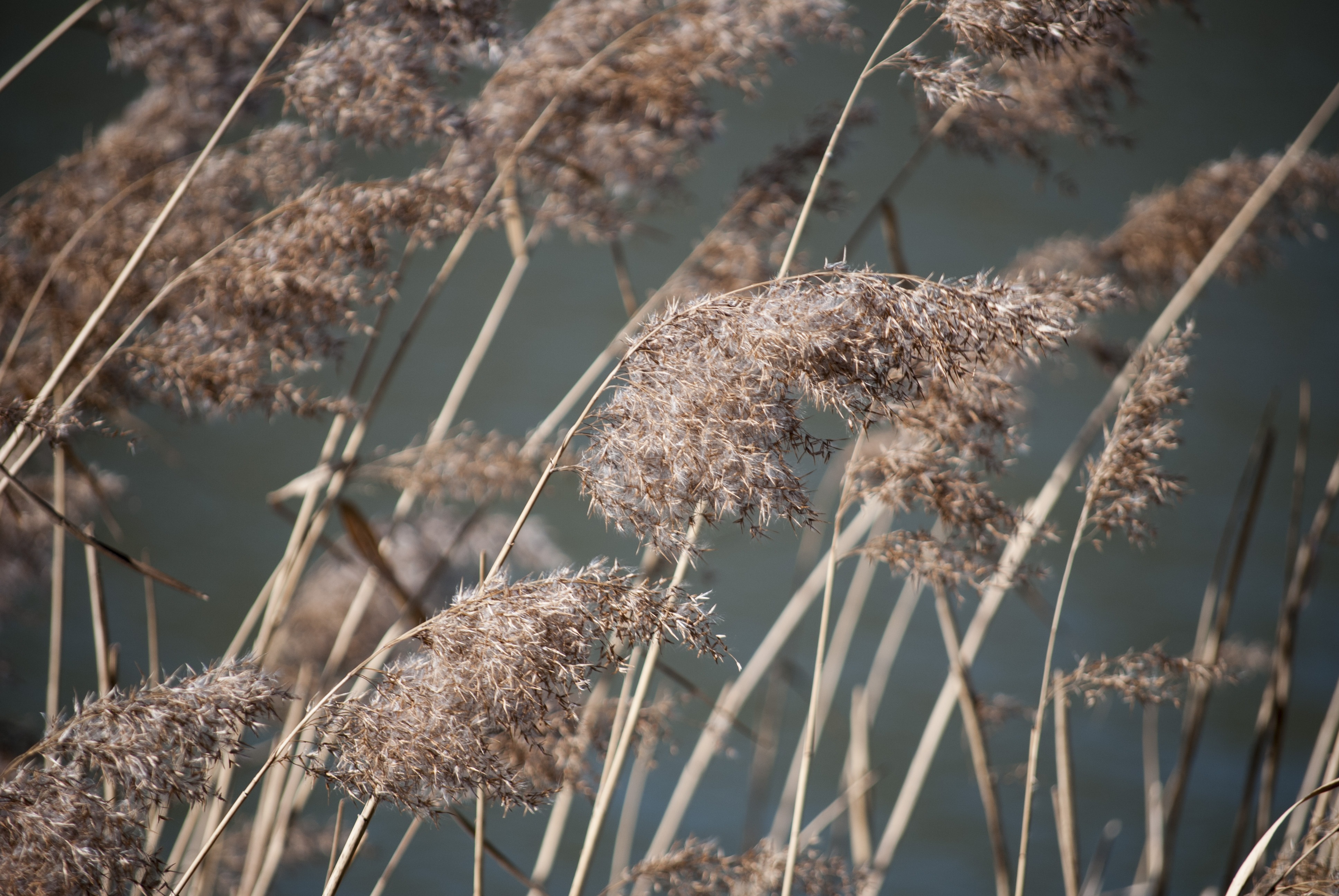 Grass Dry Brown free image download
