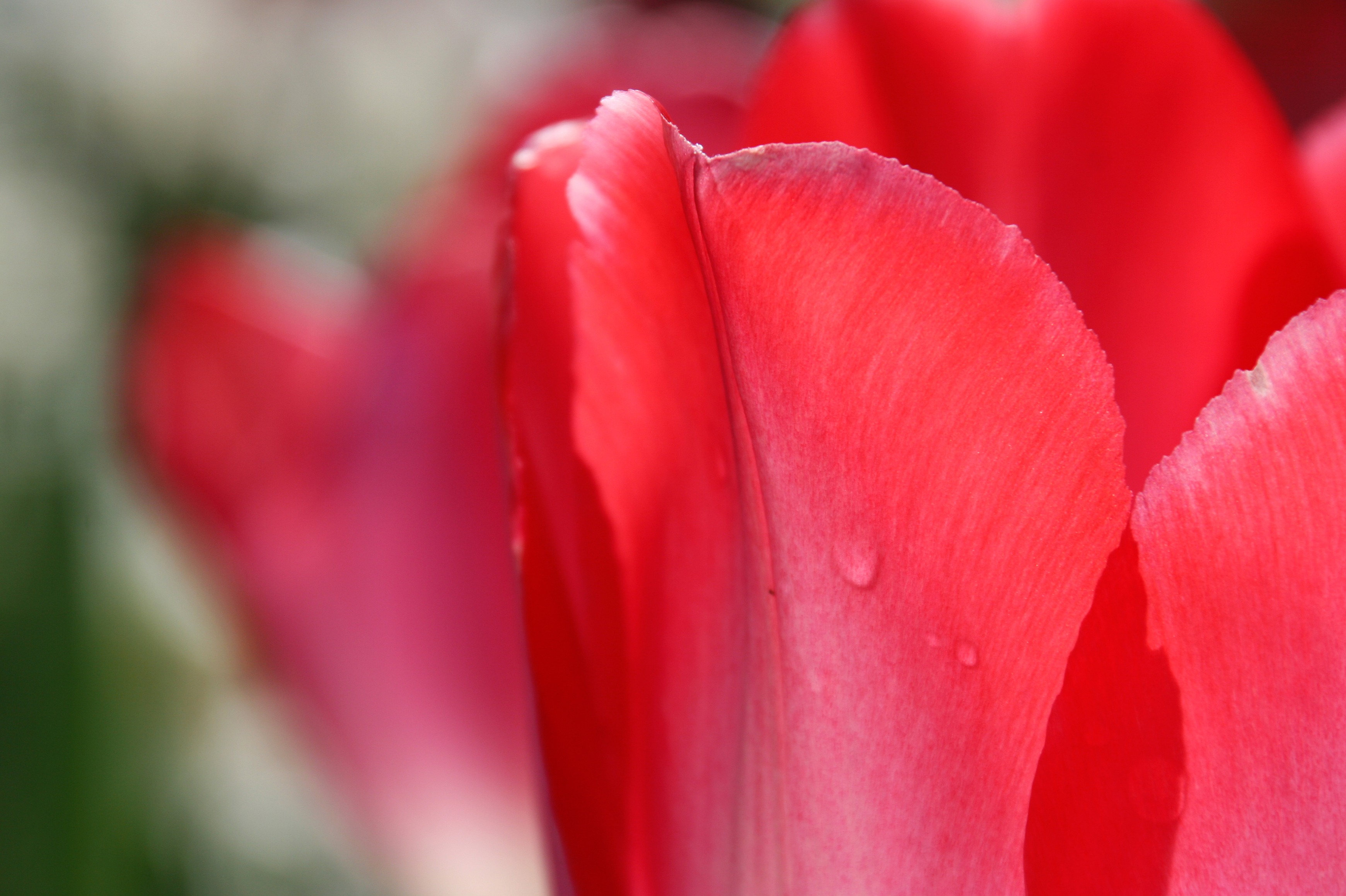 Closeup of the beautiful, red tulip flowers, with the water drops, in