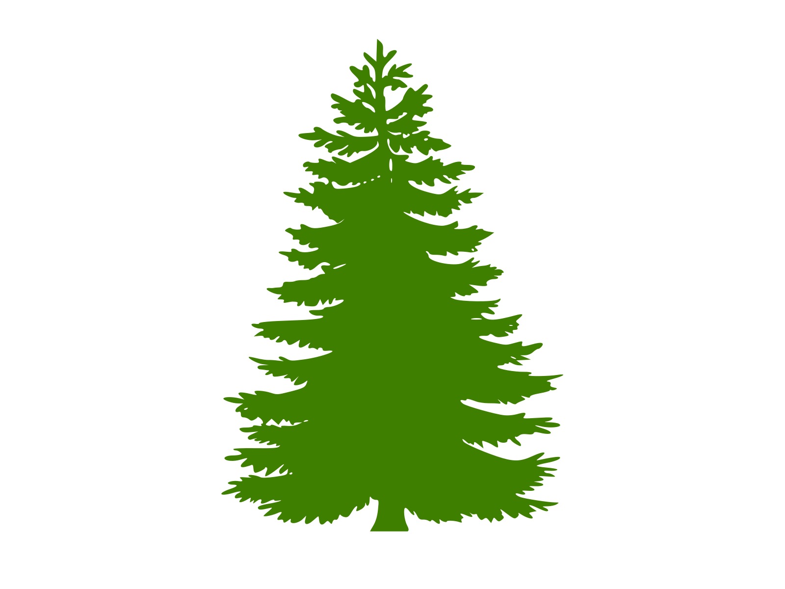 Tree conifer huge christmas free image download