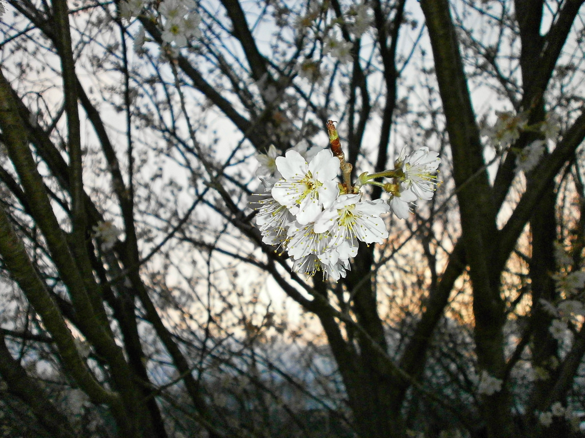 Cherry Blossoms Tree And free image download